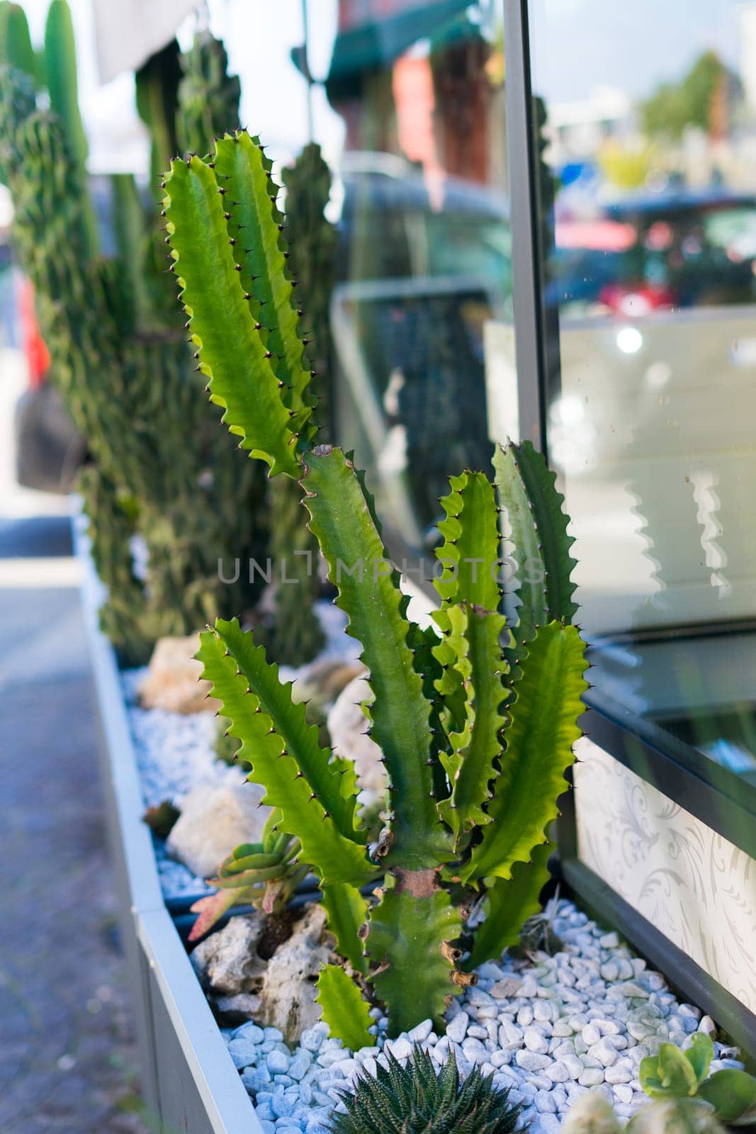 Close Up of a green thorn cactus with stones background