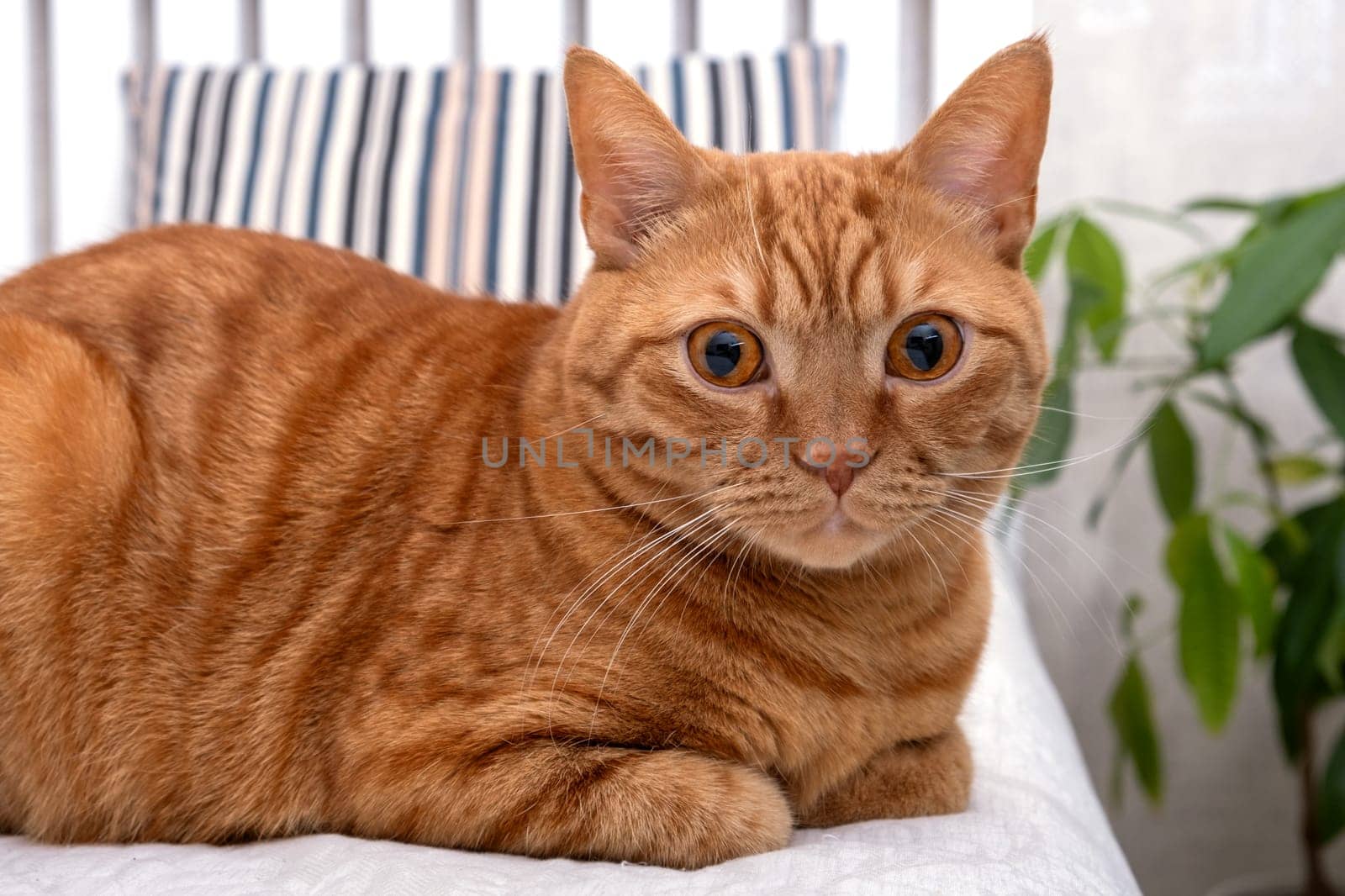 An adult beautiful red cat lies on the sofa in the living room. Pets concept. Selective focus.