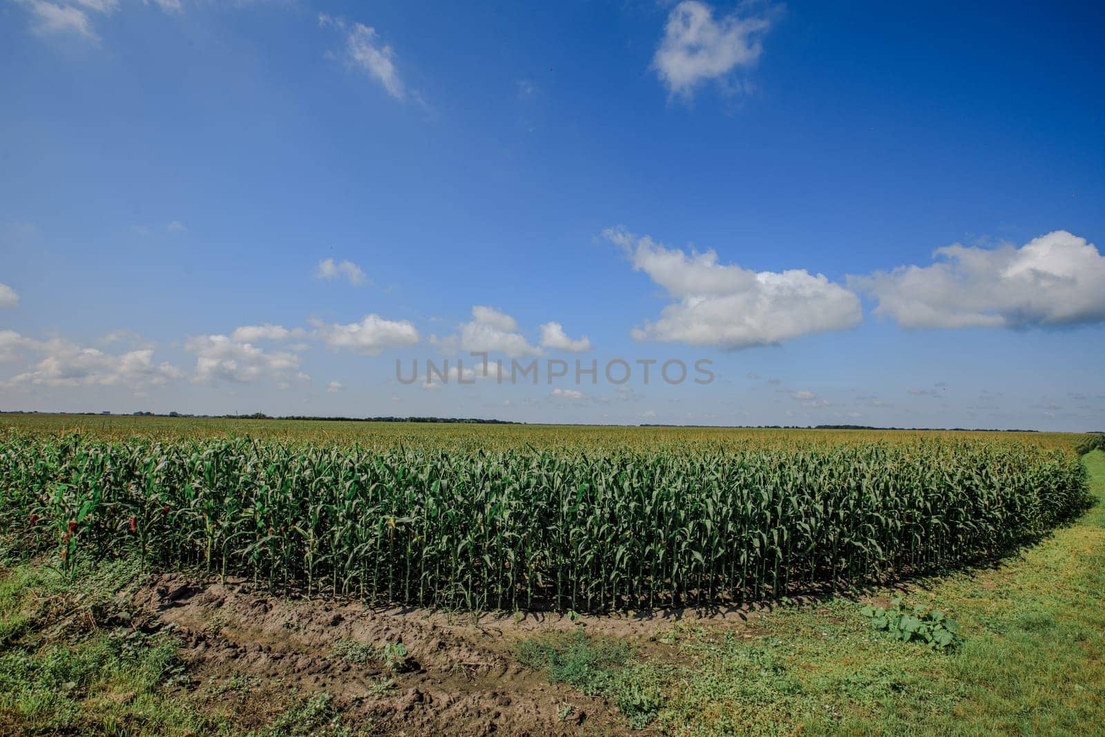 a large field of green corn and a blue sky by IvanDerkachphoto