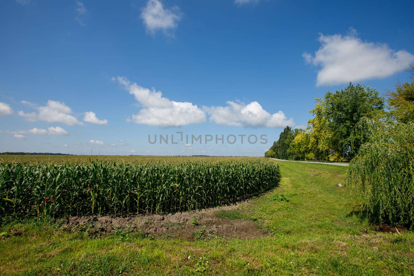 a large field of green corn and a blue sky. High quality photo