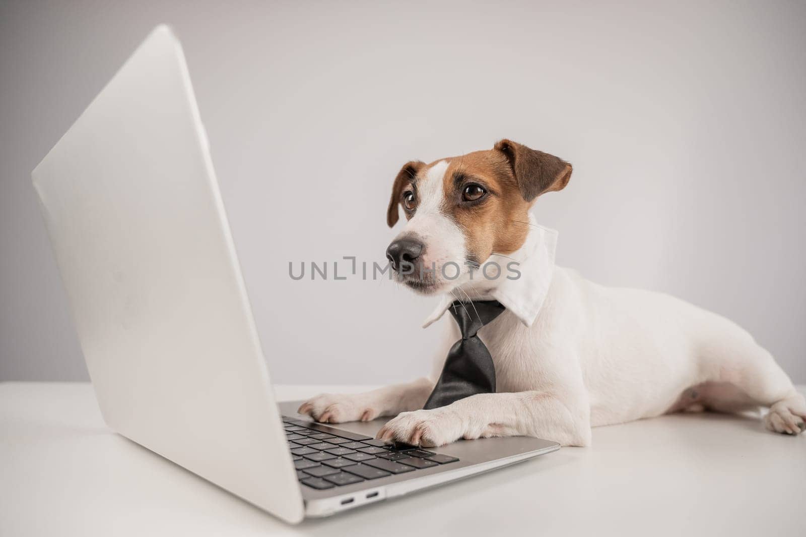 Cute Jack Russell Terrier dog in a tie working on a laptop on a white background