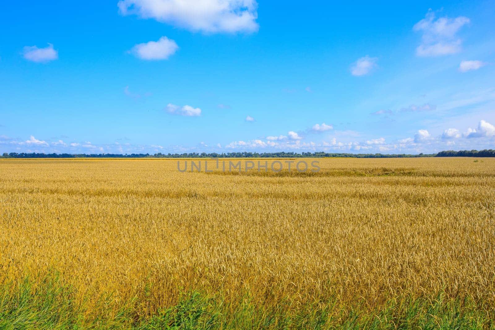 blue sky and yellow field. High quality photo