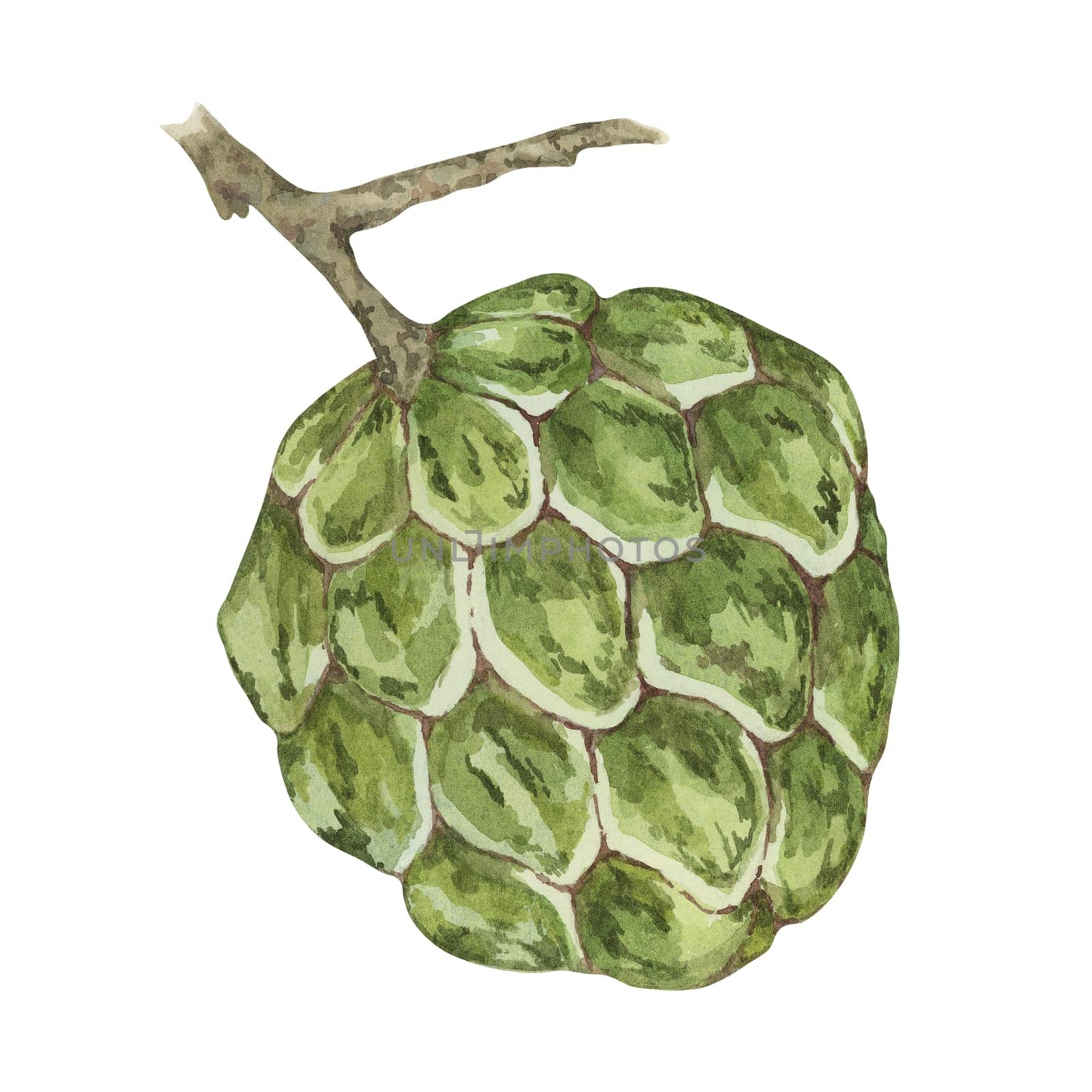 Ripe green cherimoya exotic fruit. Hand drawn watercolor illustration of custard apple, sugar sweet apple clipart for printing, packaging, stickers by Fofito