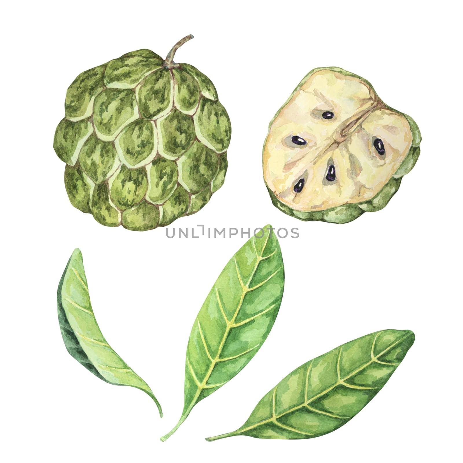 Green cherimoya exotic fruit with leaves. Hand drawn watercolor illustration of custard apple, sugar sweet apple foliage clipart for printing, packaging, organic products, scrapbooking, stickers