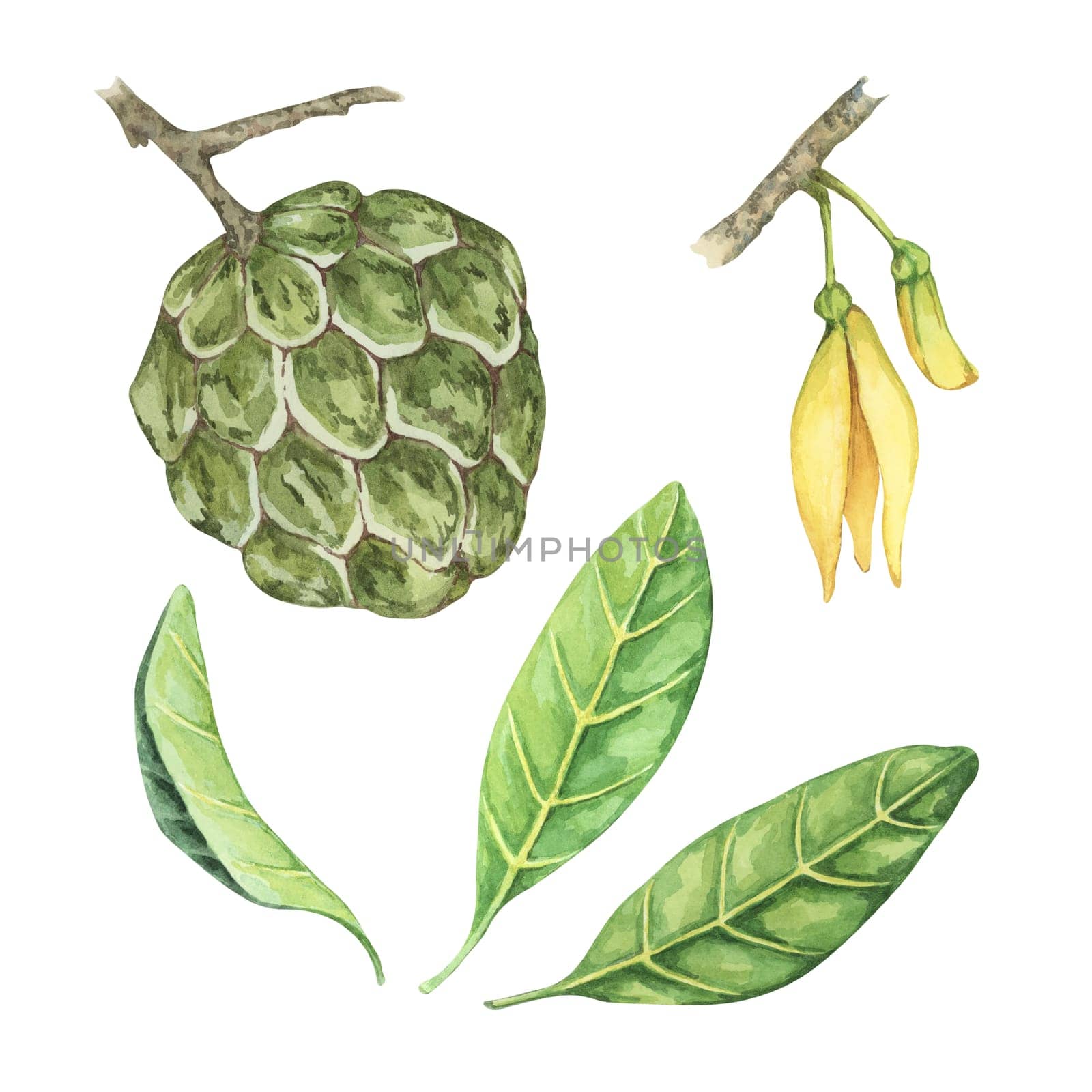 Ripe green whole and half cherimoya exotic fruit with leaves and flowers. Hand drawn watercolor illustration of custard apple, sugar sweet apple for printing, packaging, organic products, scrapbooking