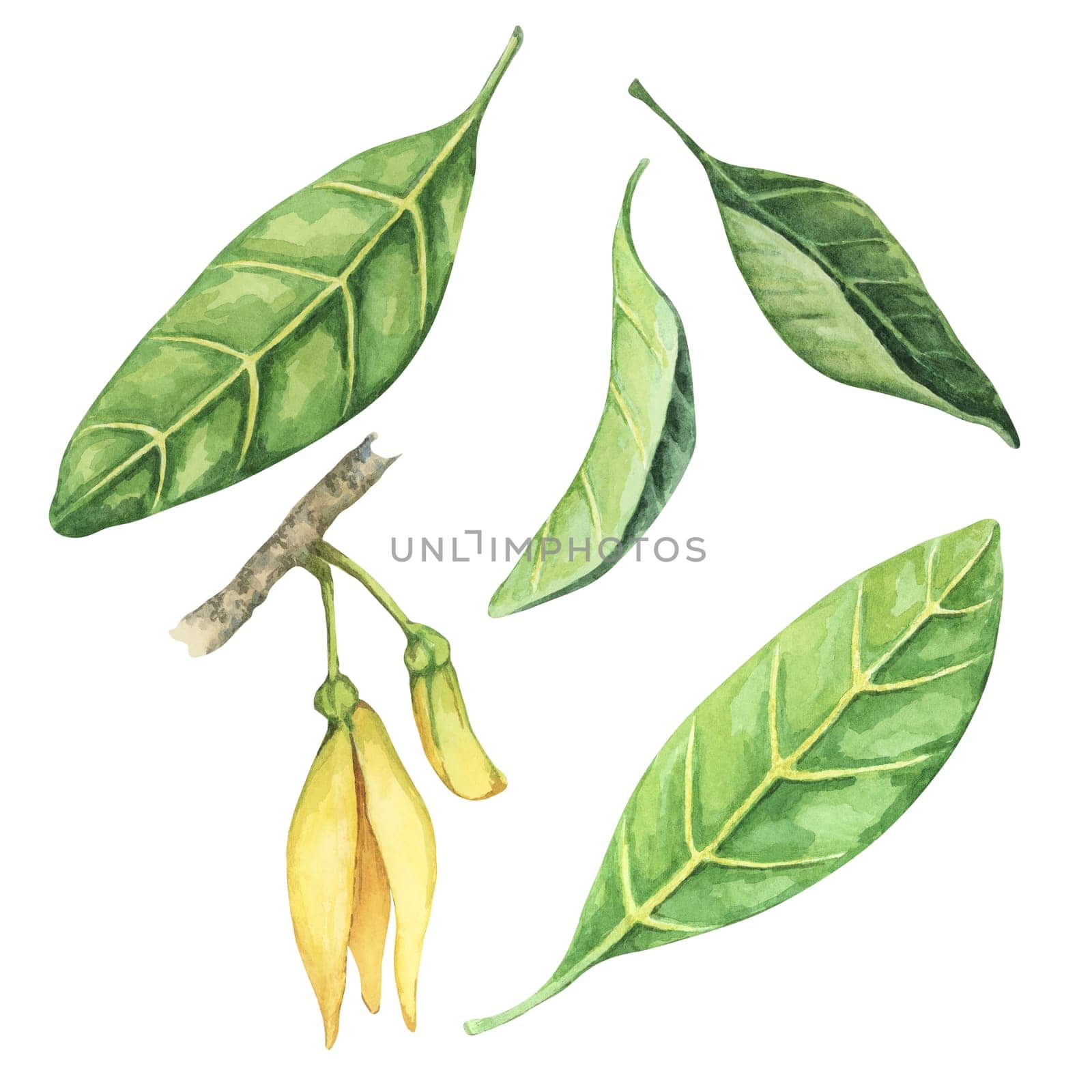 Green leaves and flower of cherimoya exotic fruit on tree brunch. Hand drawn watercolor illustration of custard apple foliage clipart for printing, packaging, organic products, scrapbooking, stickers