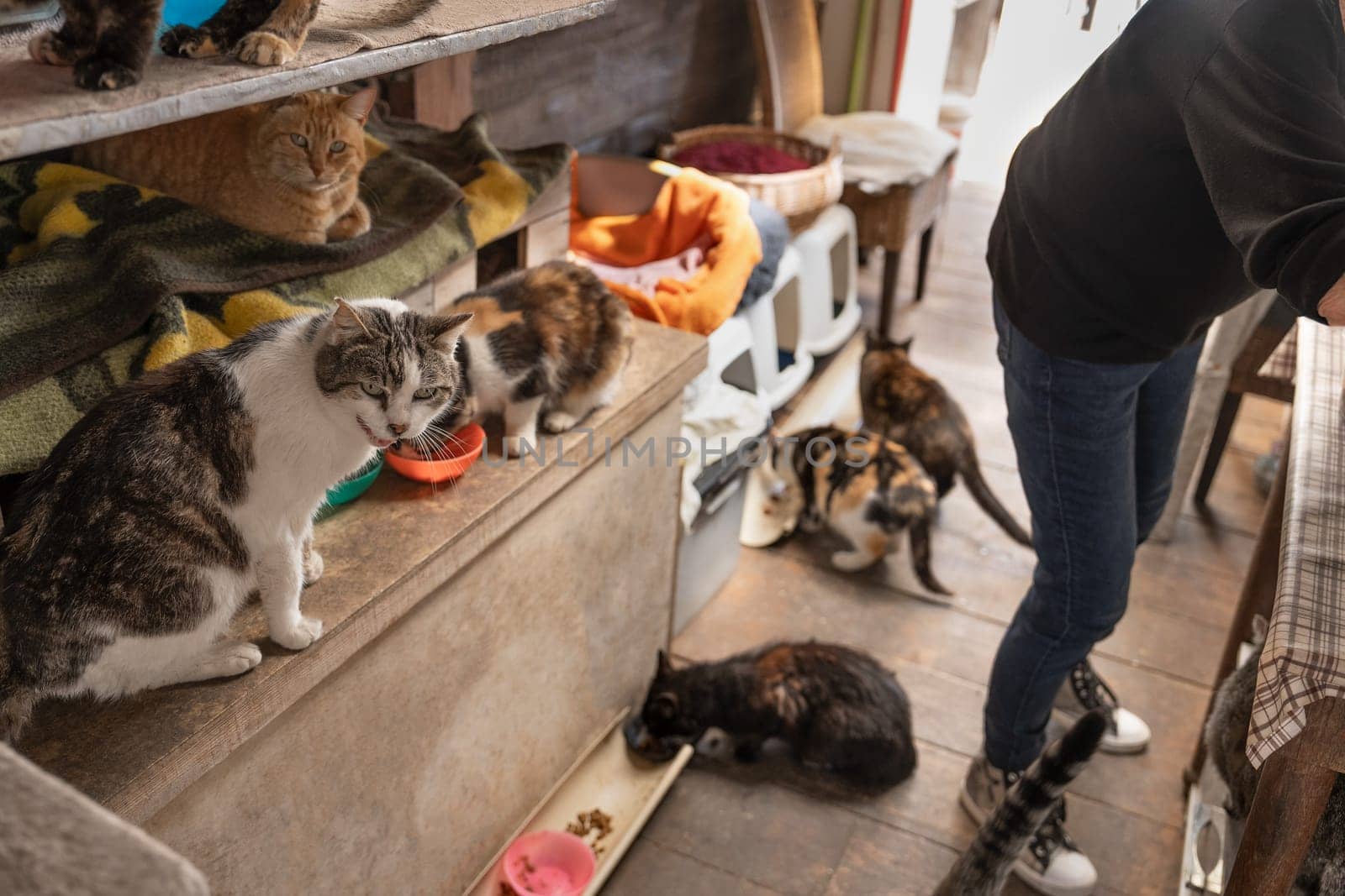 A woman is distributing food to a group of cats in a shelter by Godi
