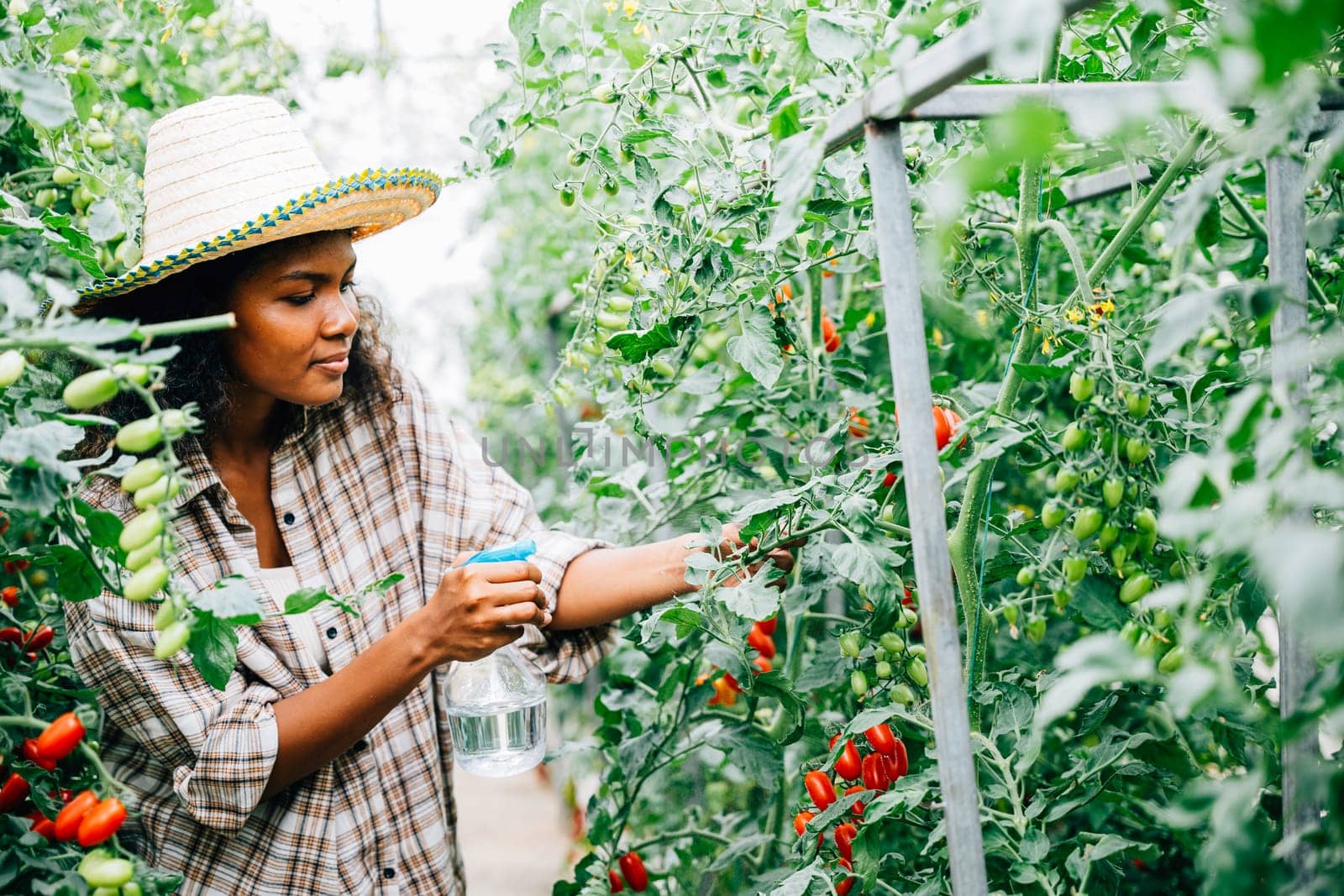 Black woman farmer in greenhouse diligently spraying water on tomato seedlings with a bottle by Sorapop