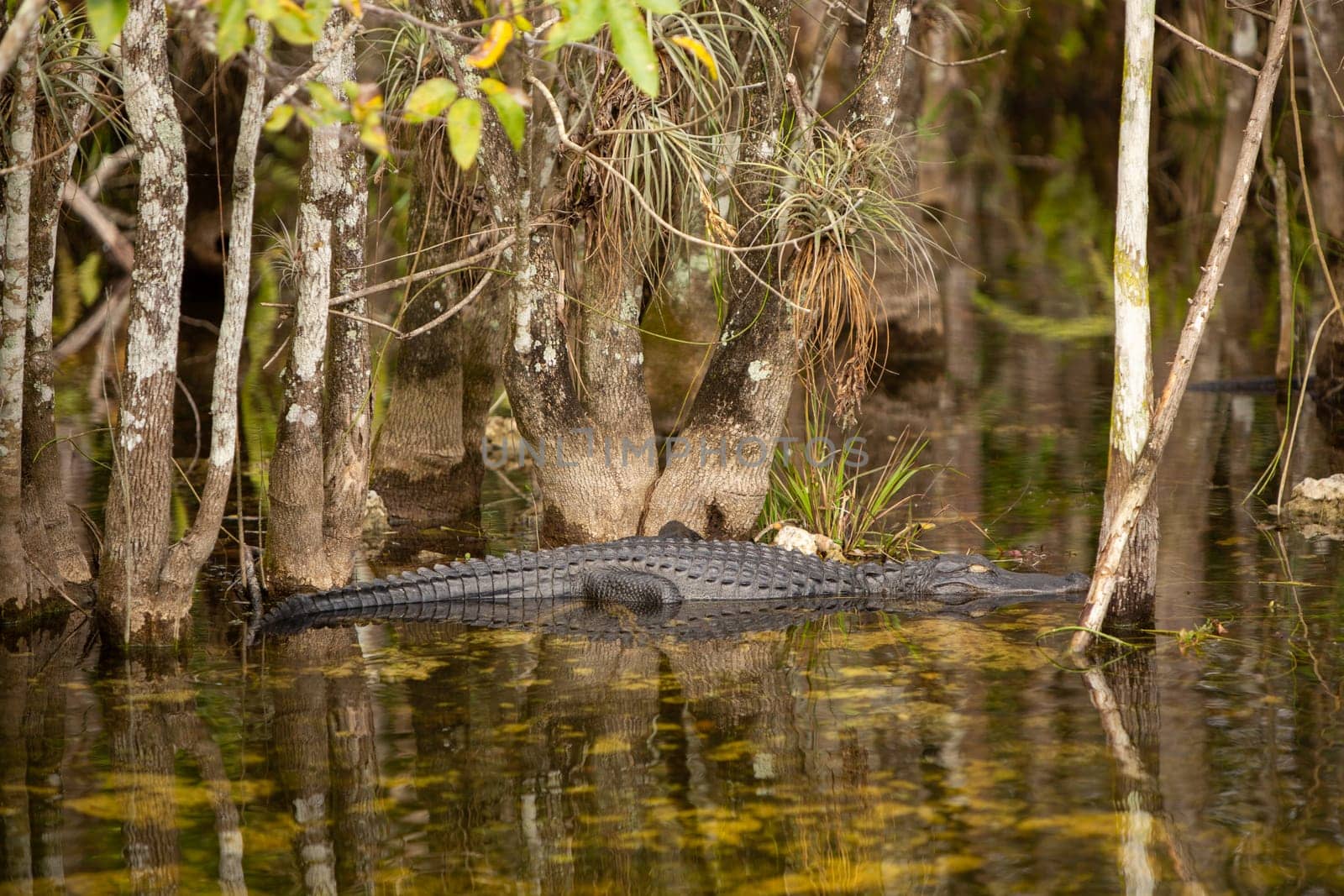 Sleeping Alligator in Water by TopCreativePhotography