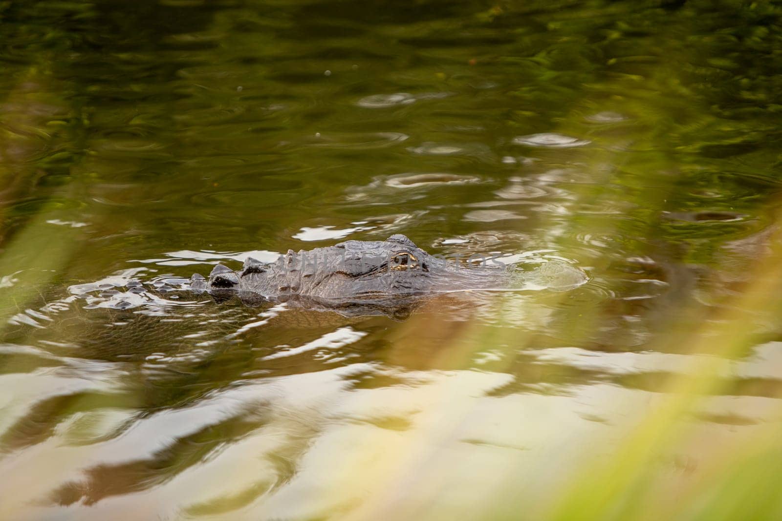 Alligator Floating by by TopCreativePhotography