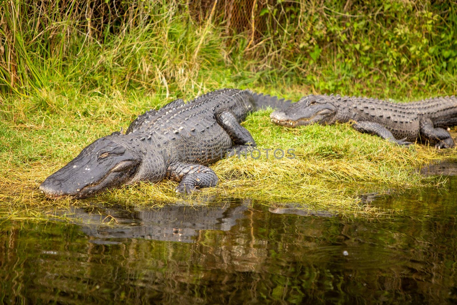 sleeping alligators on Land by TopCreativePhotography