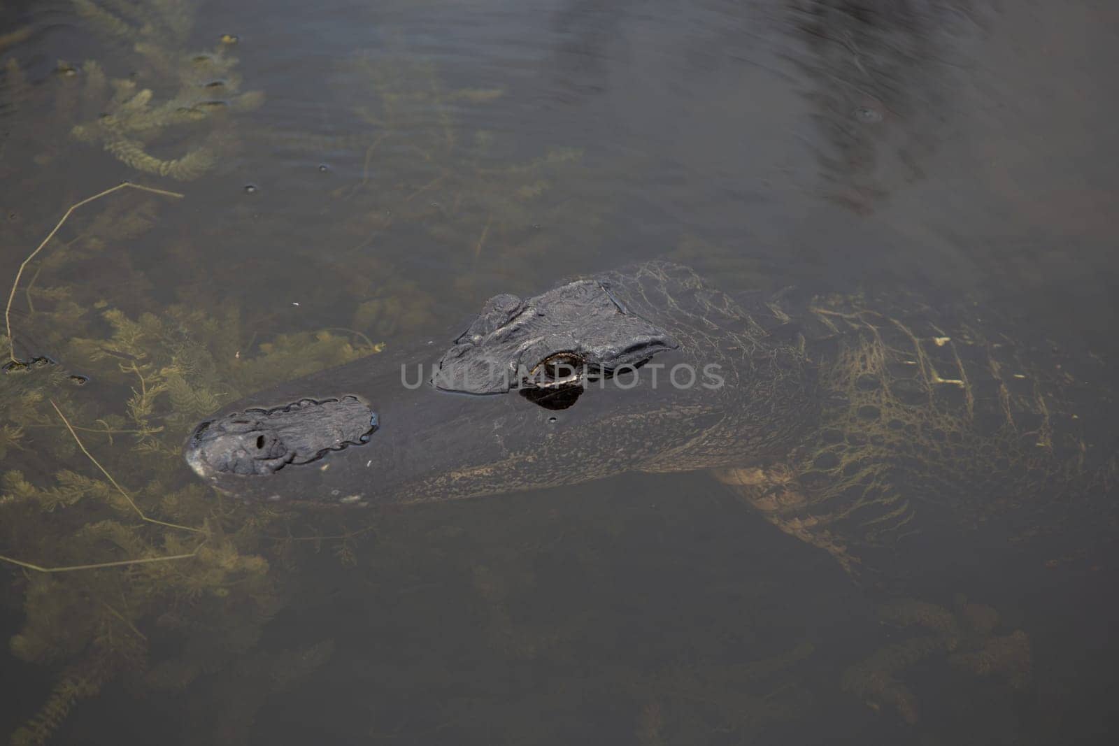 Alligator Floating By by TopCreativePhotography