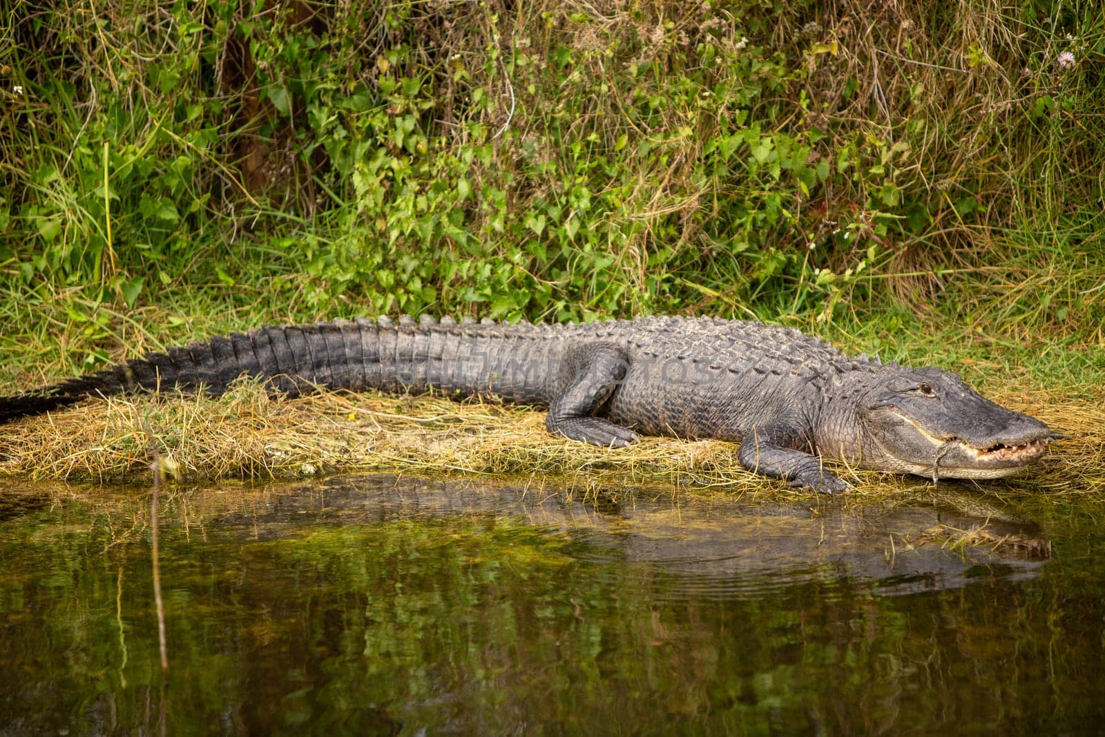 Happy gator on land relaxing after a meal