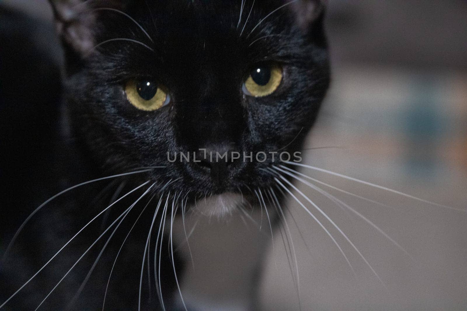 Cute domesticated Tuxedo Cat for adoption
