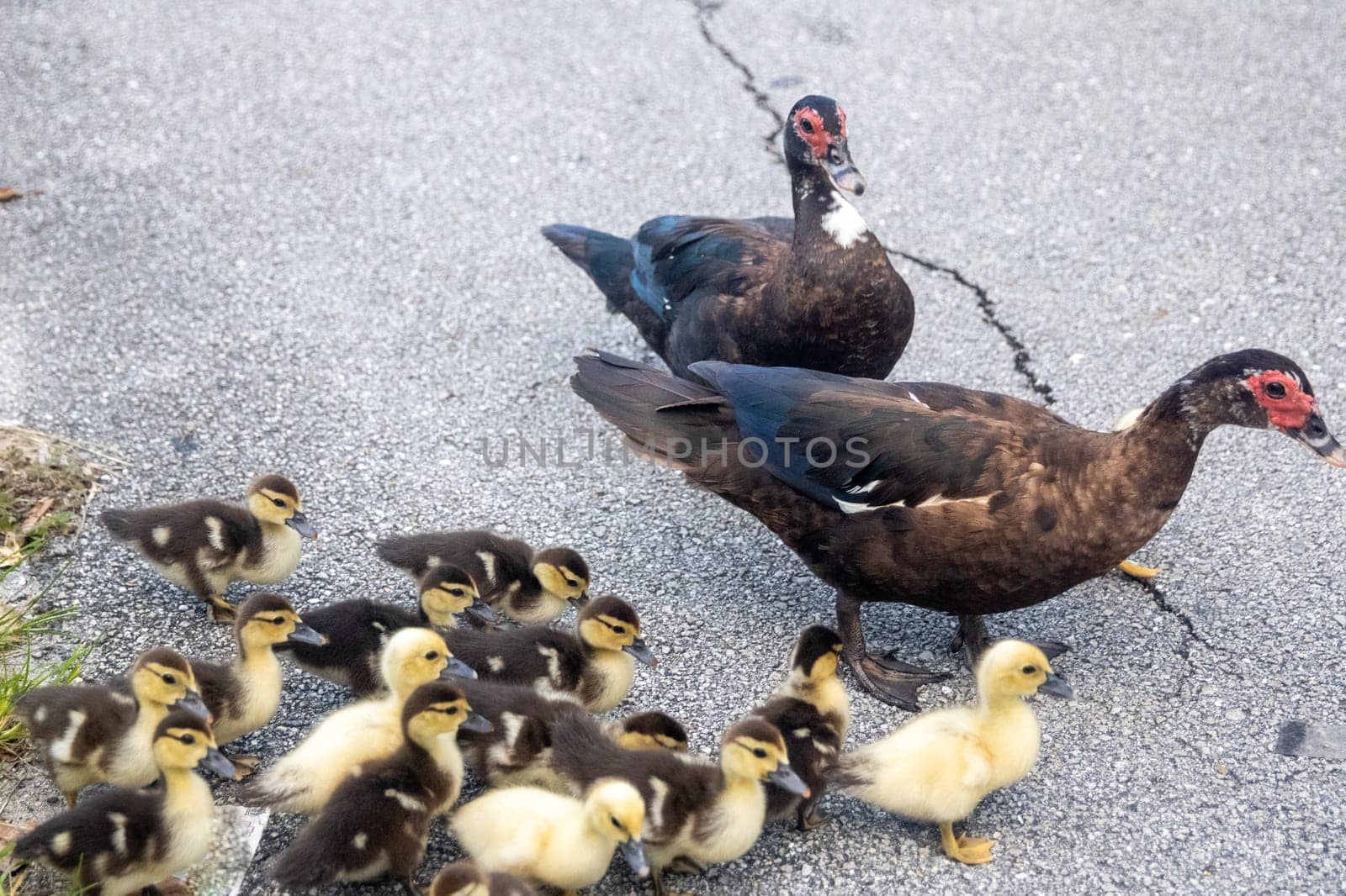 Family of Ducks by TopCreativePhotography