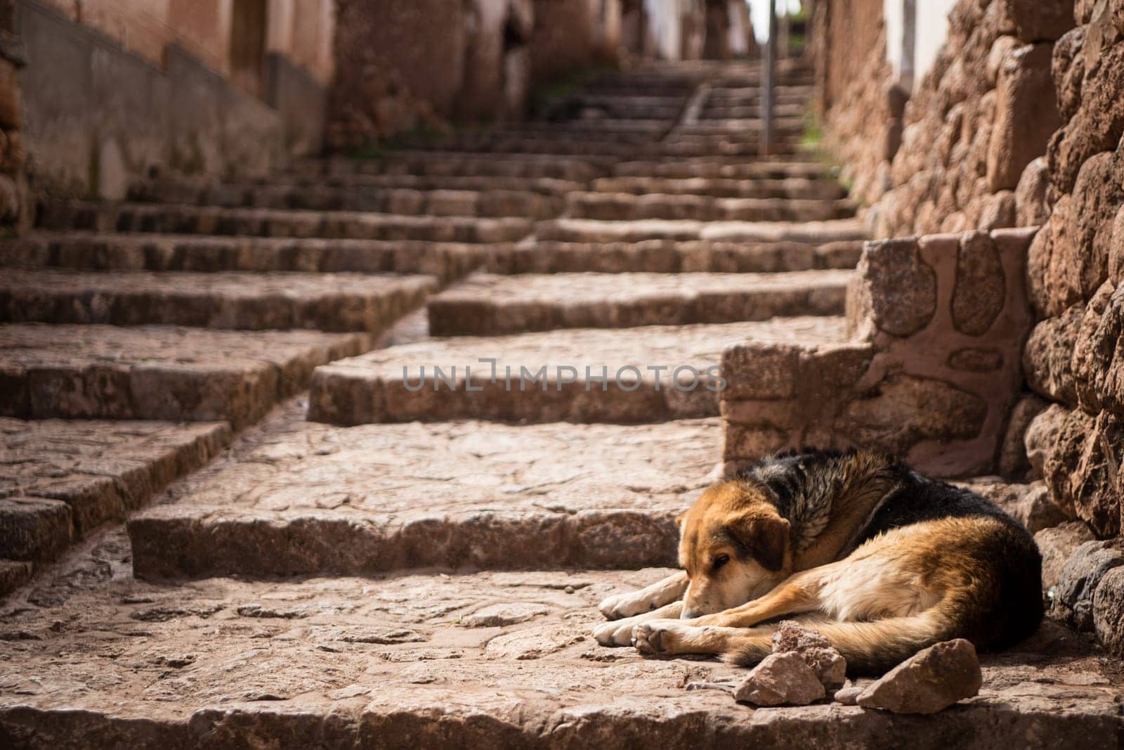A Hungry stray dog laying on some steps