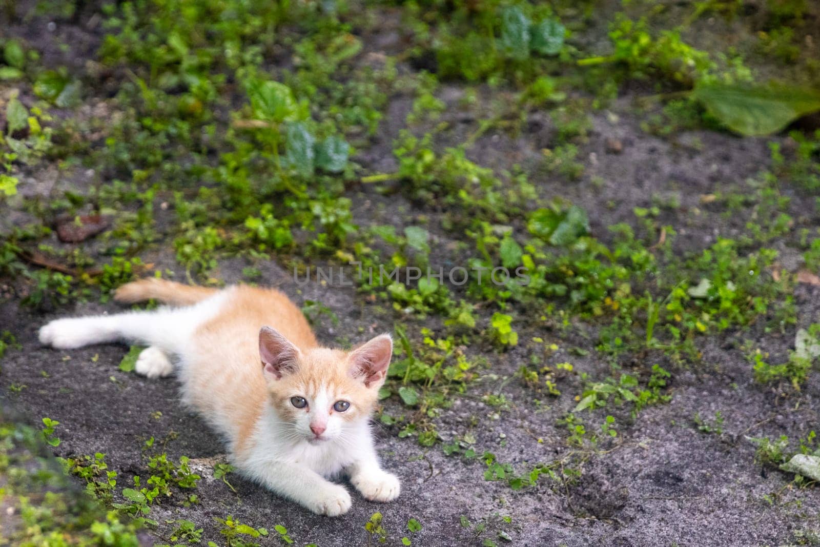 Single kitten lounging in a backyard
