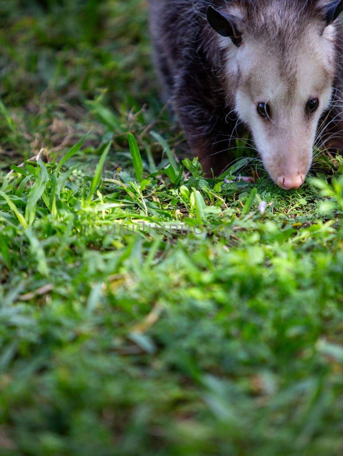 Scouting Opussum sniffing around looking for food