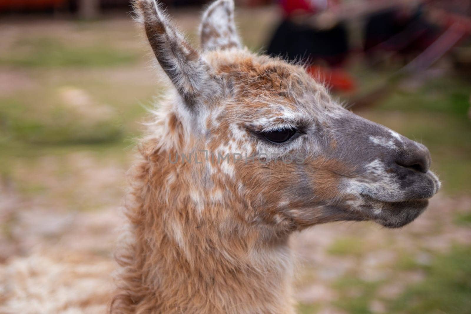 A Pet Alpaca looking around