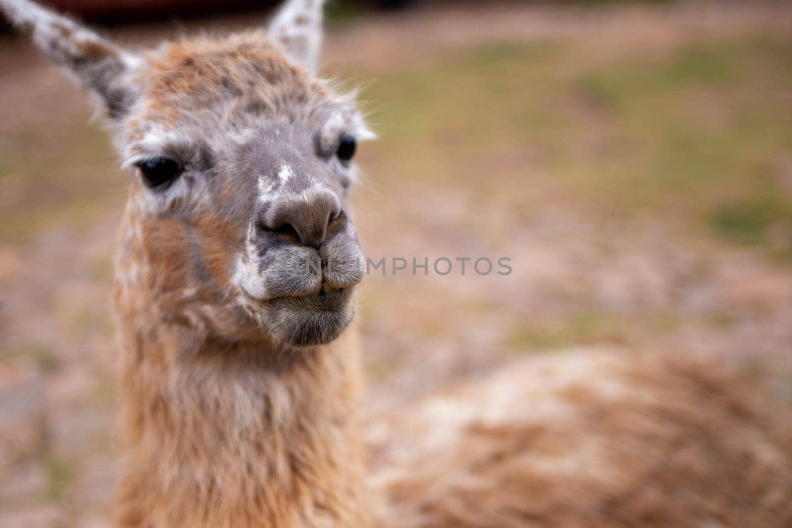 A Pet Alpaca's head with room for text