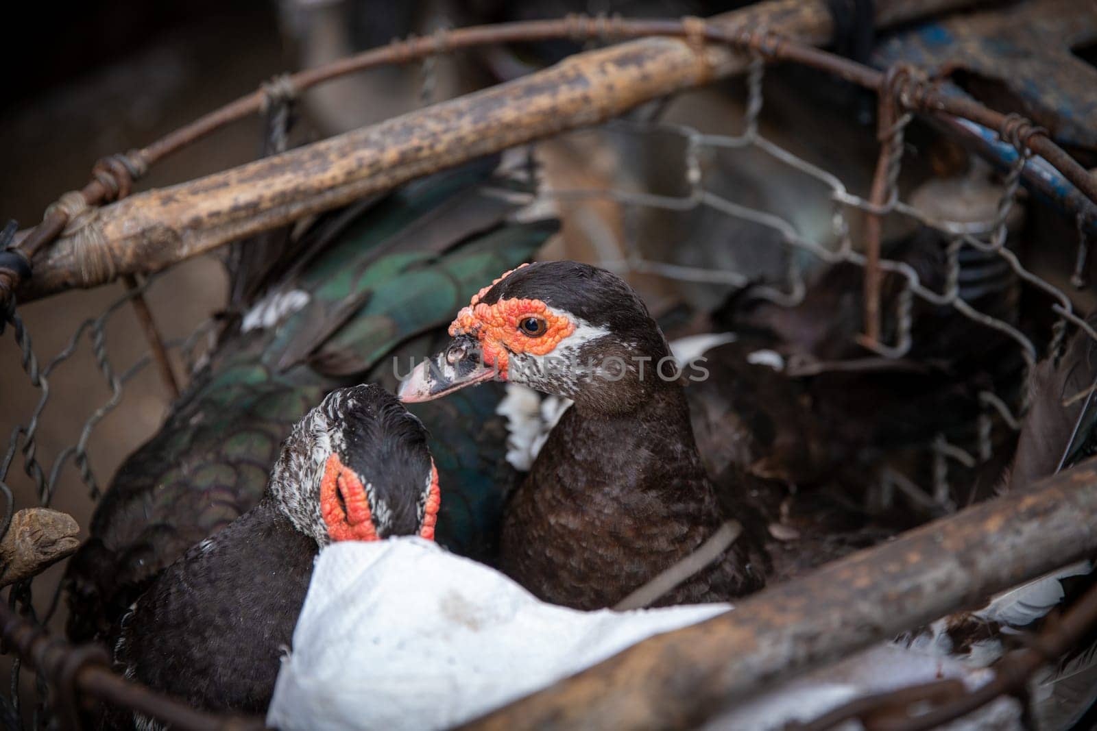 Ducks in a Cage being Sold for Food
