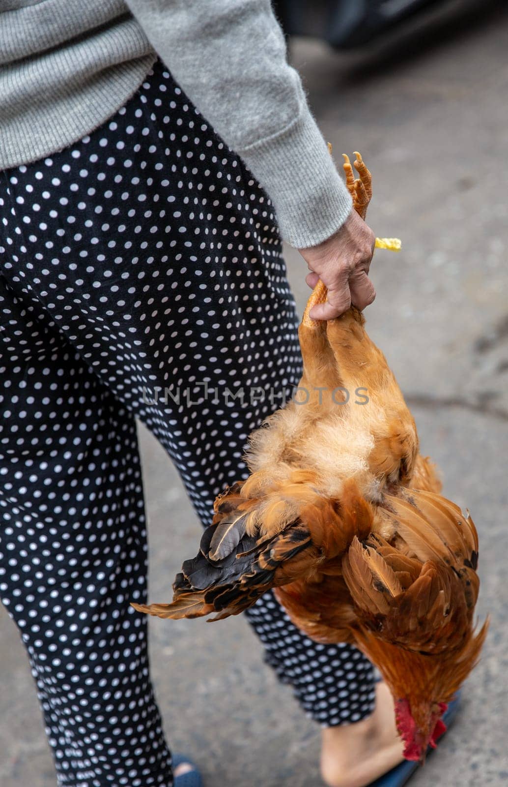 Vietnamese Woman Carrying Chicken to prepare for dinner