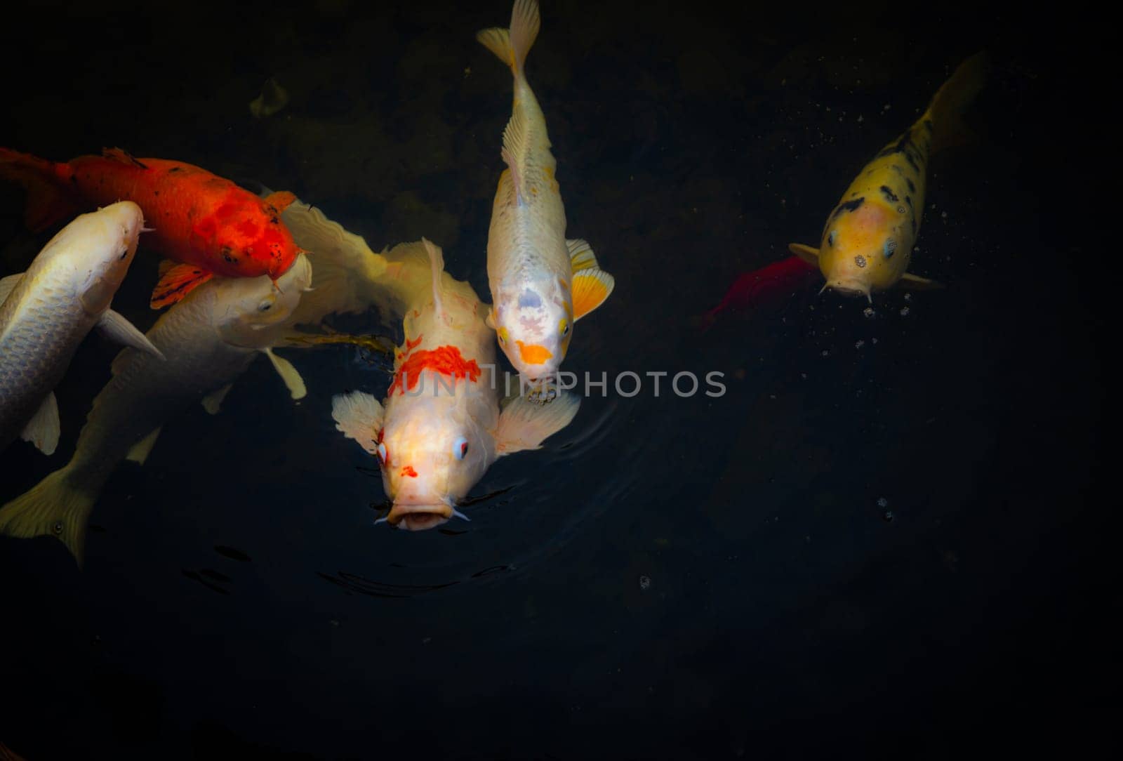 Koi Swimming Around a Garden Pond