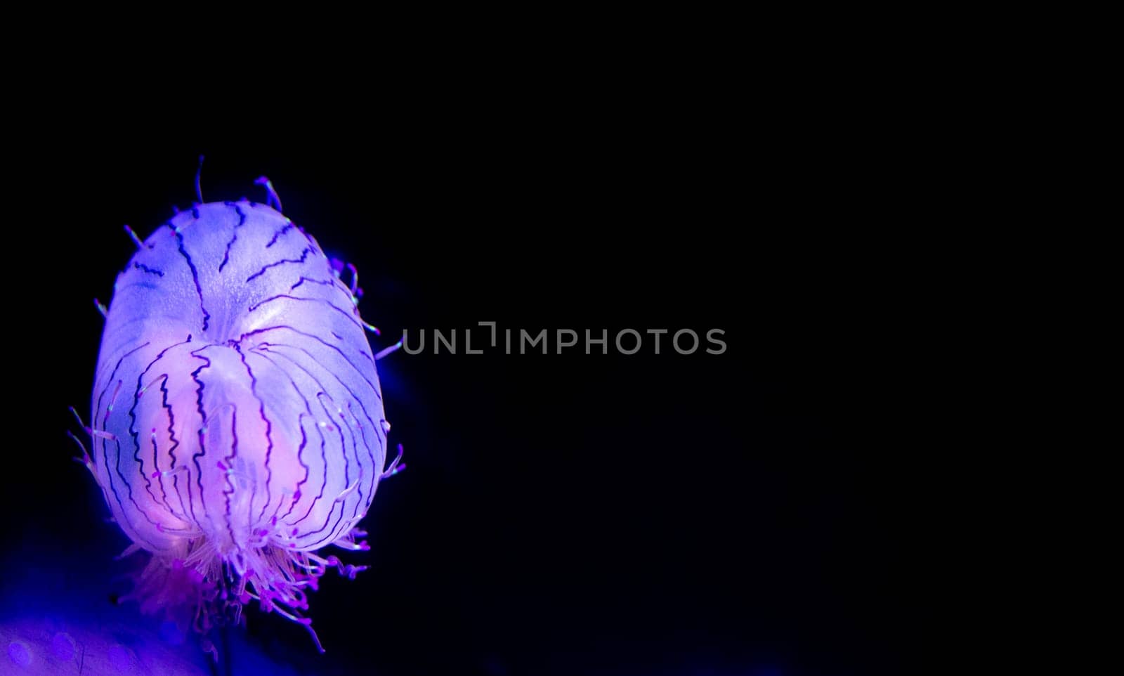 Mysterious Flower Hat Jellyfish in the deep water