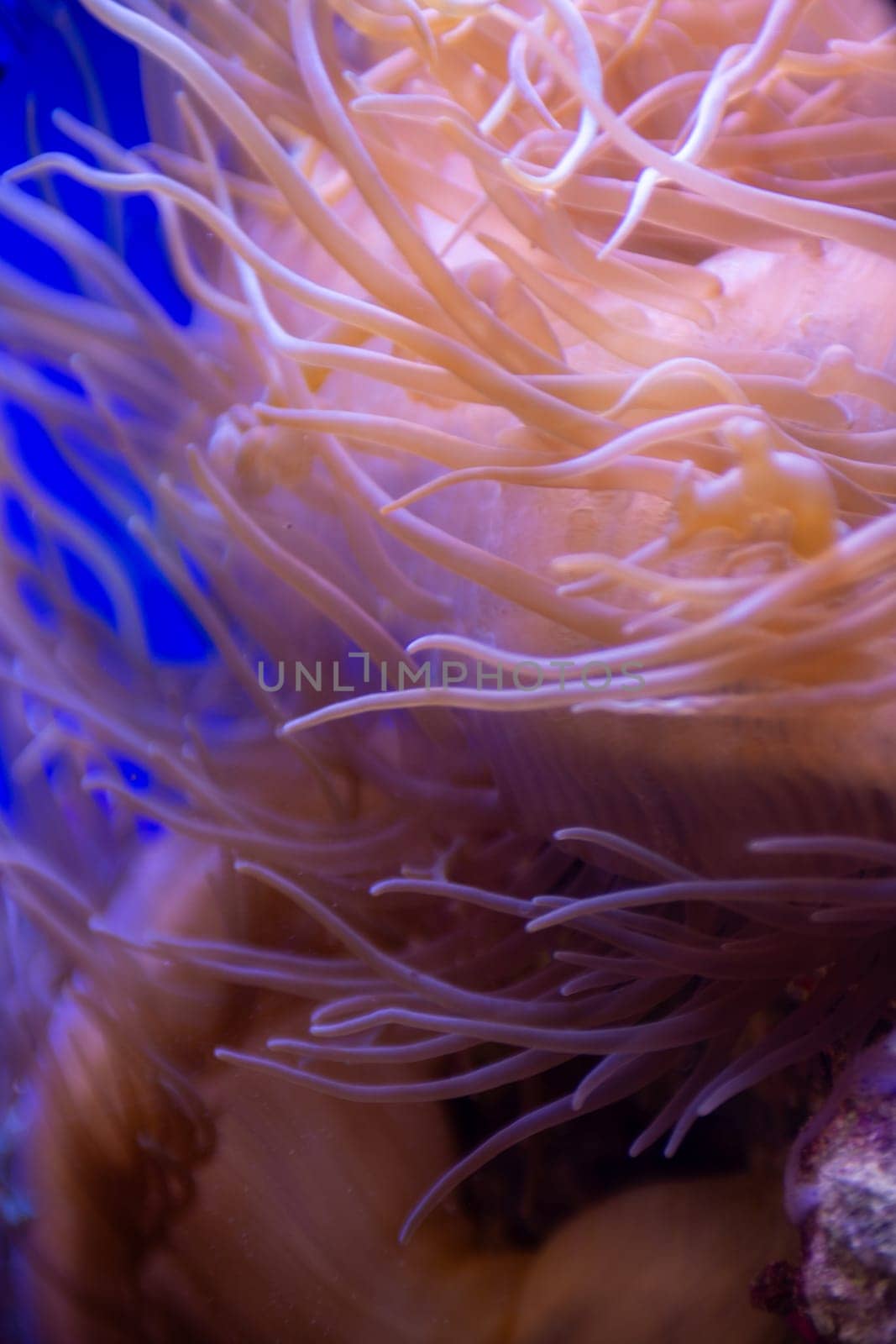 Sea Anemone Underwater by TopCreativePhotography