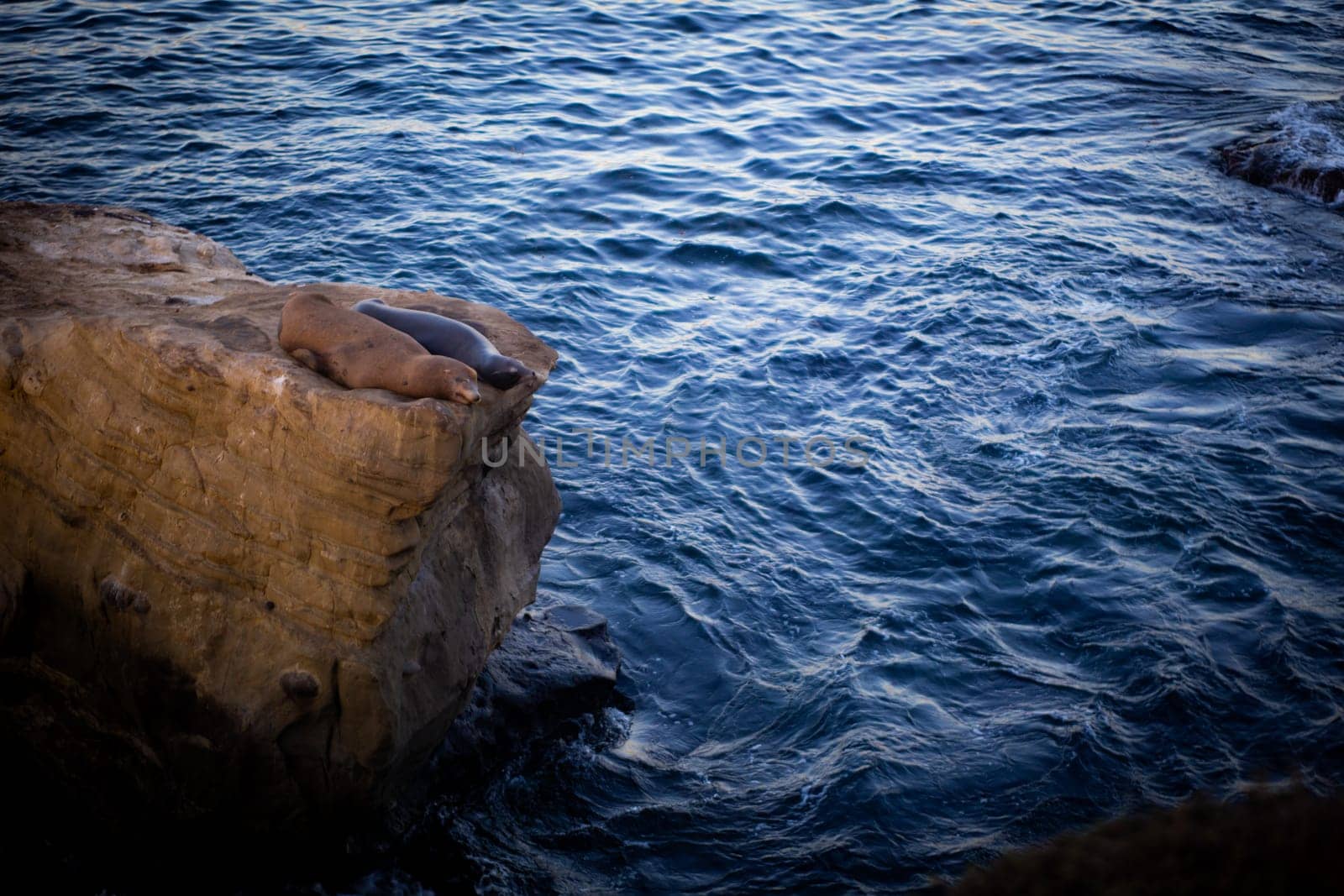 Two resting sea lions on the rock resting