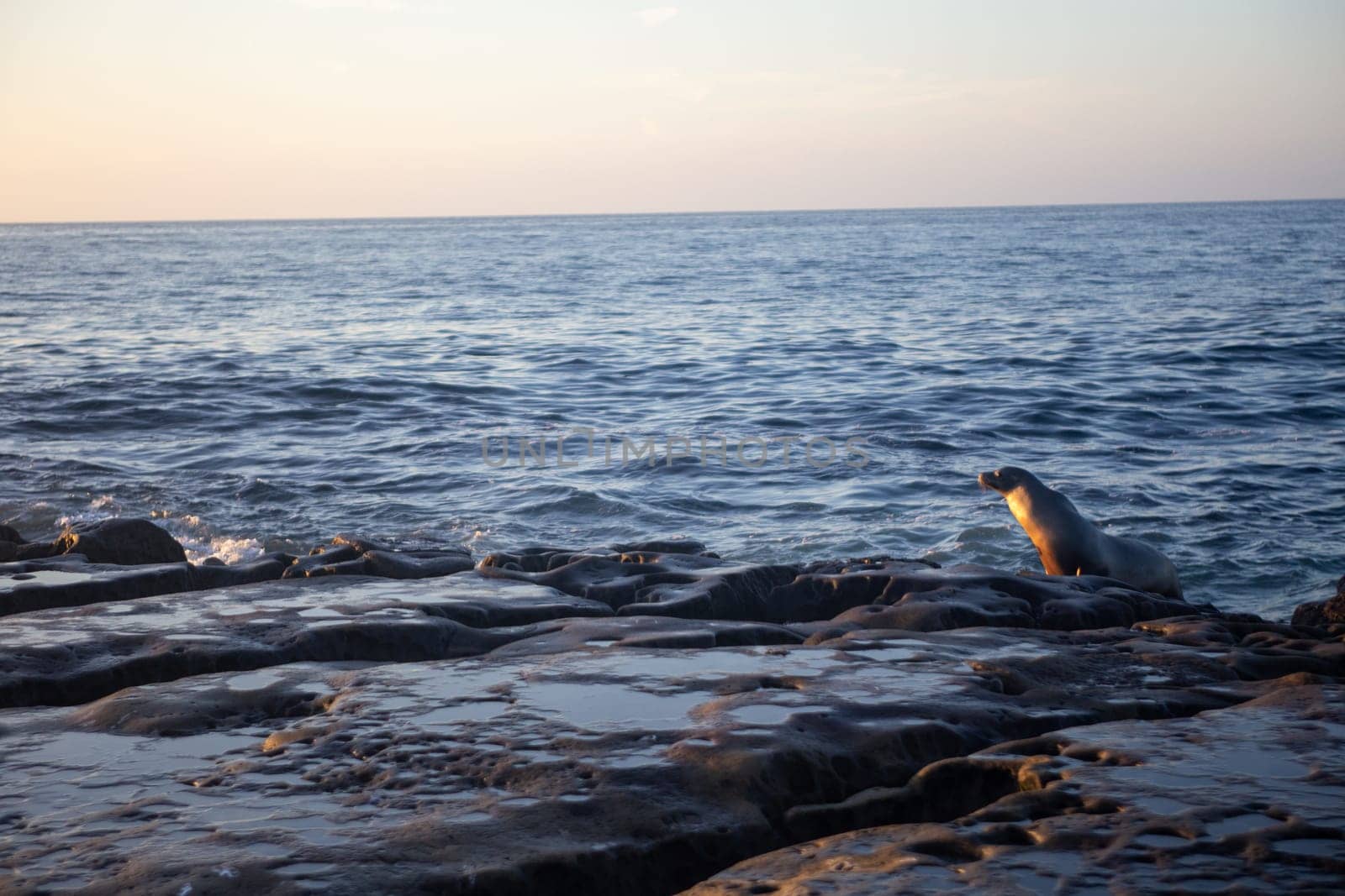 Sea Lion about to dive into the water