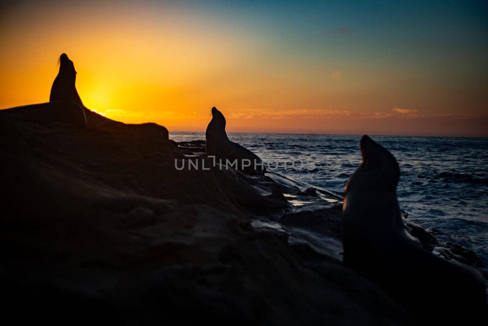Silhouette of Sea Lions at Dusk looking in the same direction
