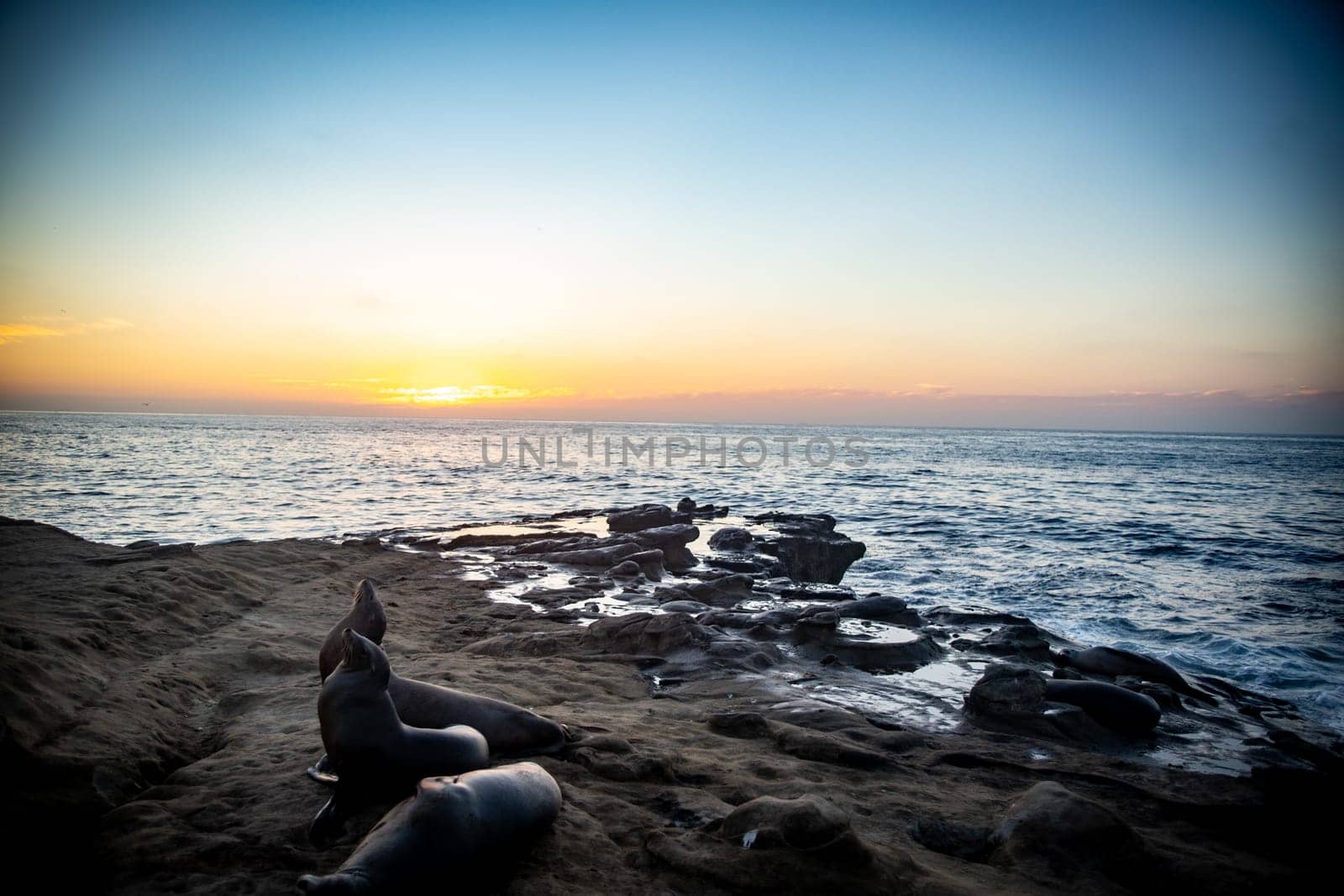 Shot of Sea lions resting on the rocks at dusk