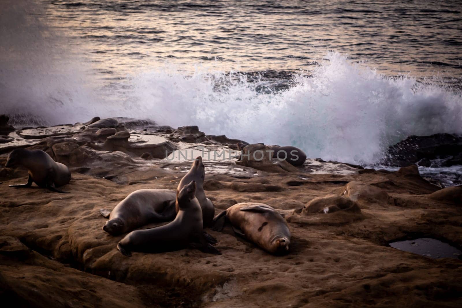 Sea Lions resting on the rocks with waves crashing