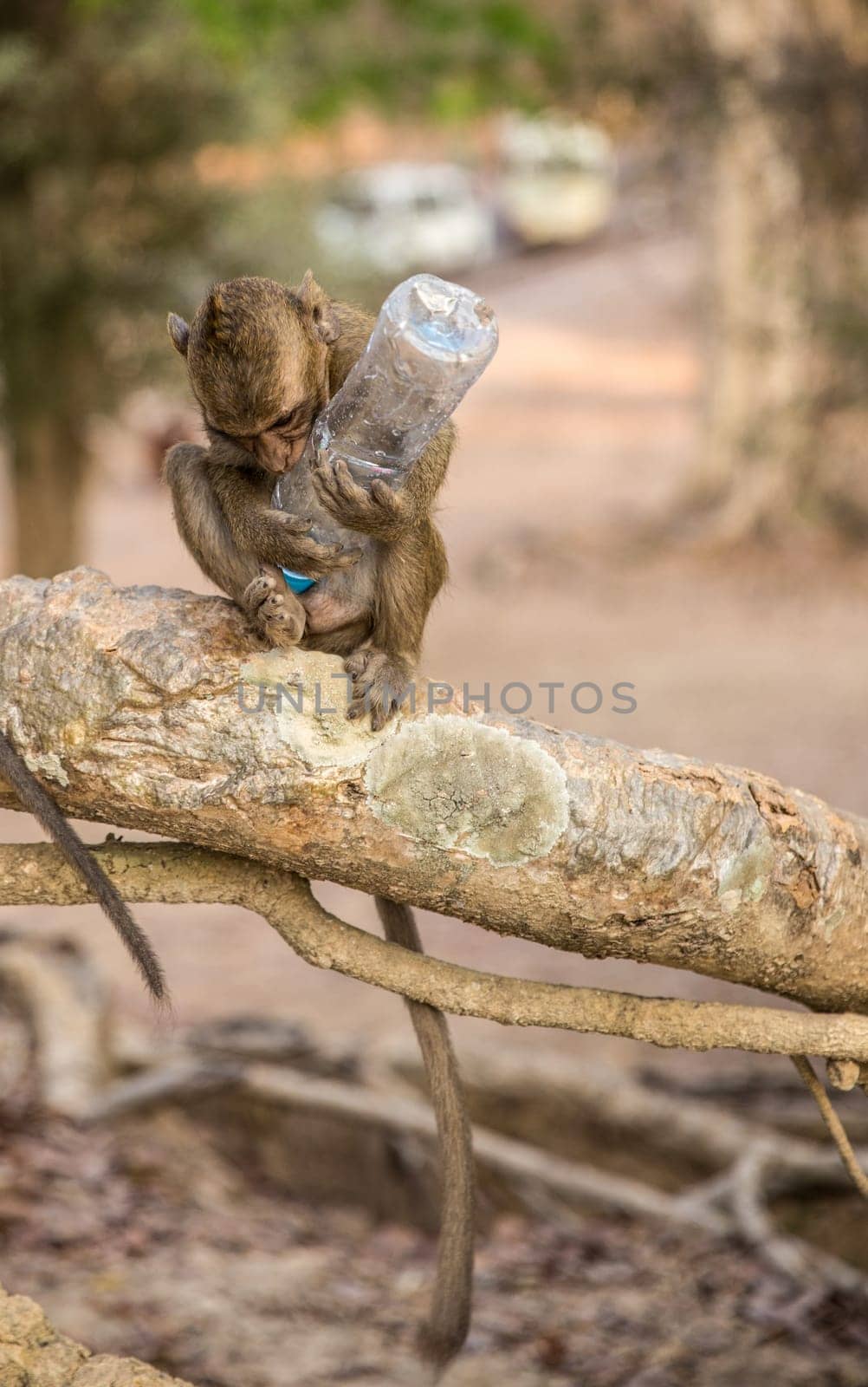 Monkey with Water Bottle thats a pollutant
