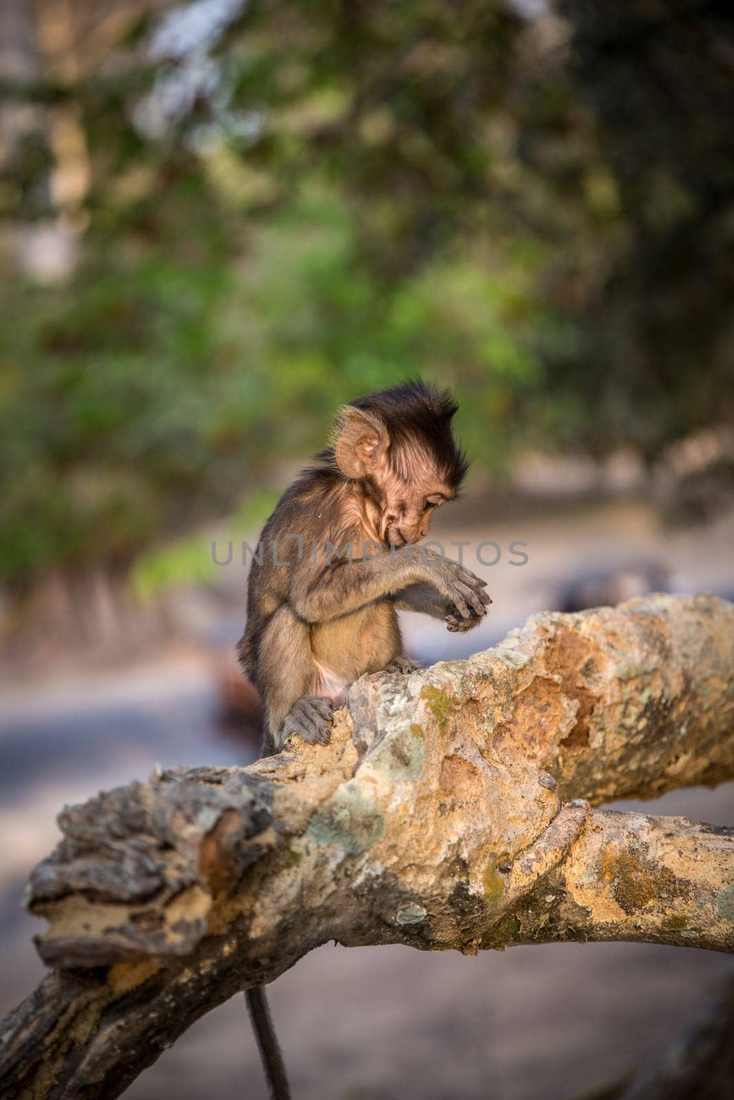 Little Baby monkey by TopCreativePhotography