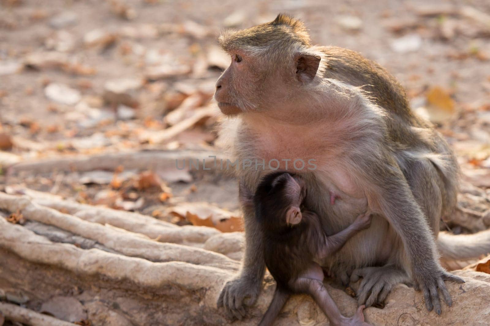 Babby Monkey and baby clenching on