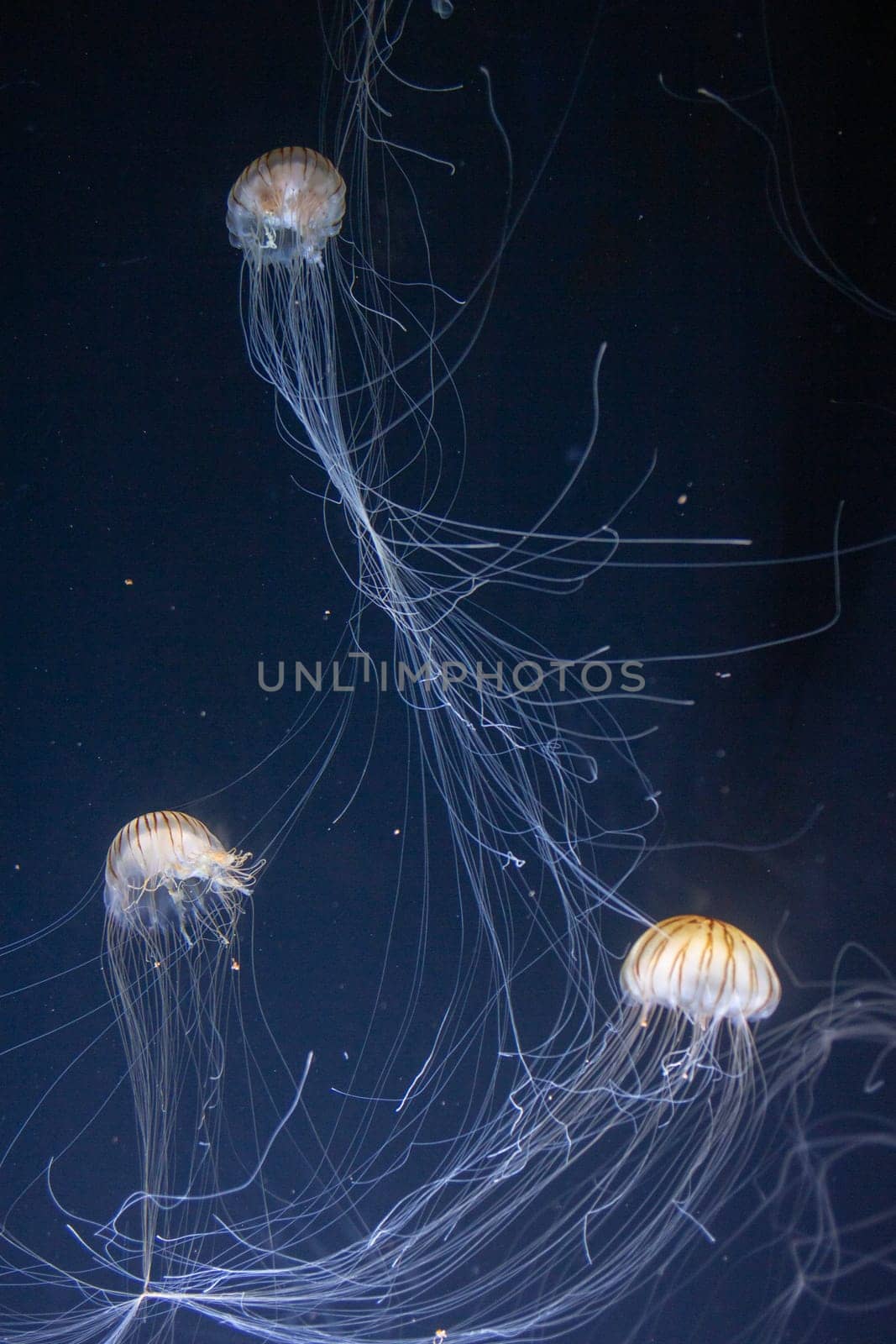 Japanese sea nettle Jellyfish swimming around