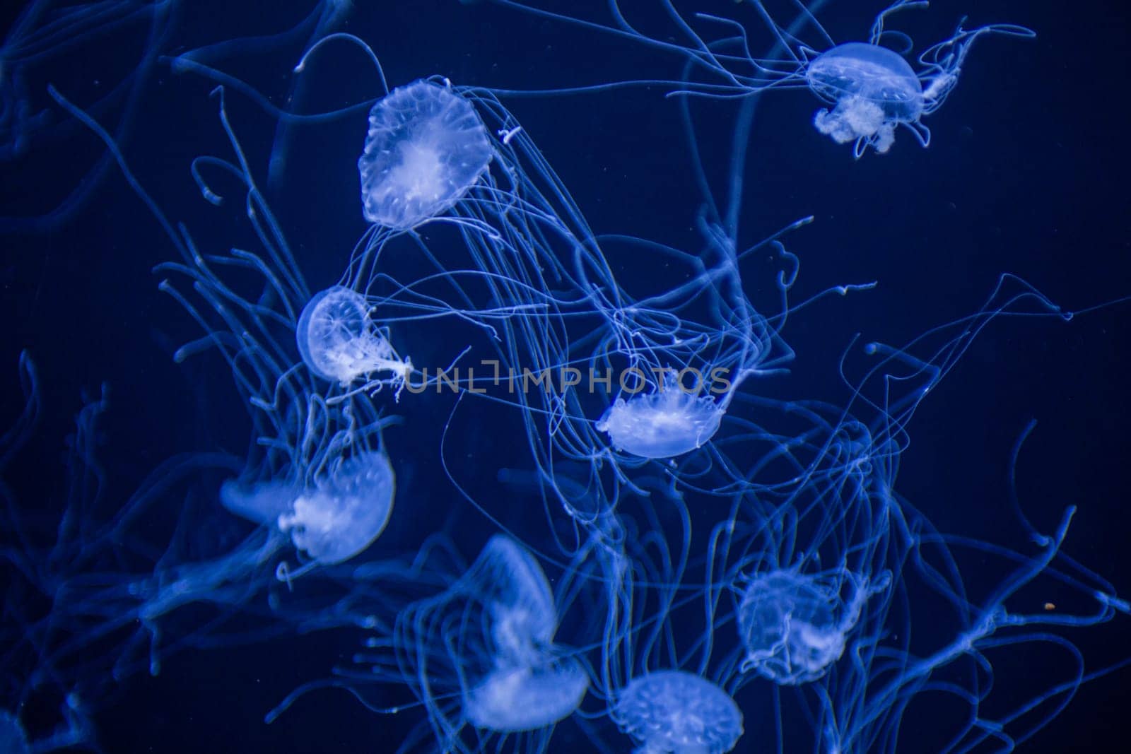 Dancing small Jellyfish swimming underwater