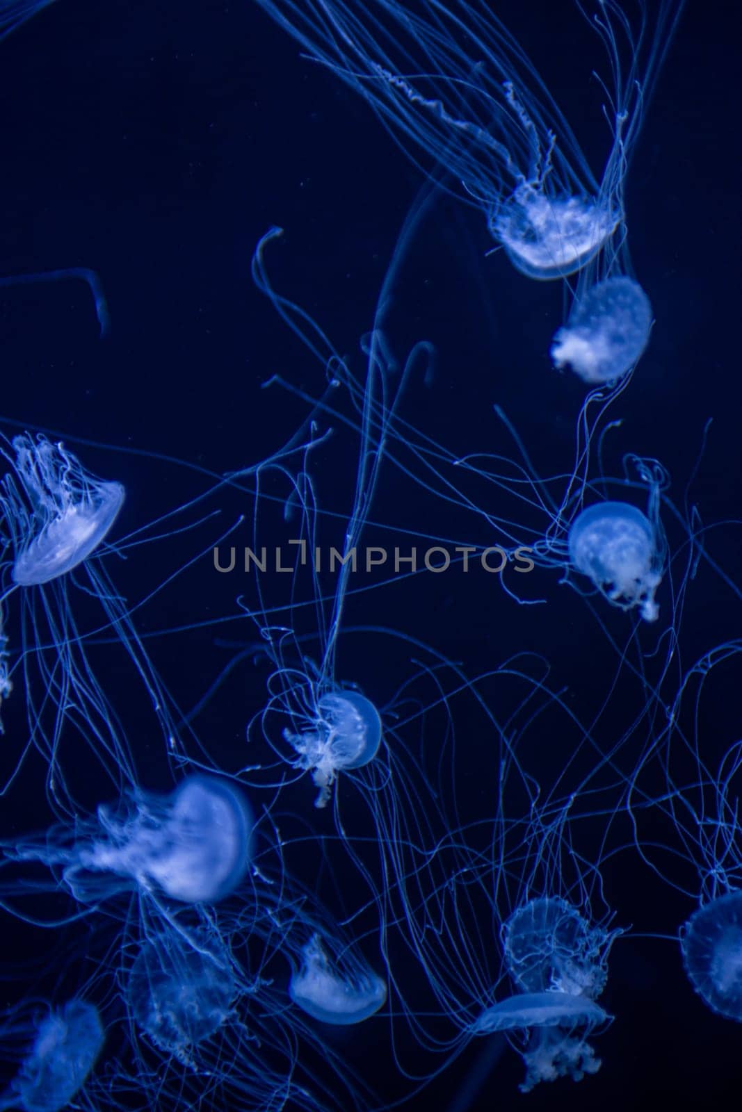 Dancing small Jellyfish swimming under water