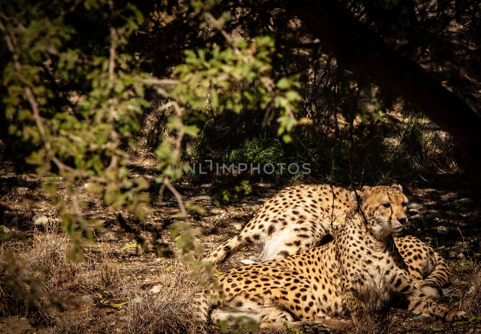 Two Cheetahs Resting in a shady brush