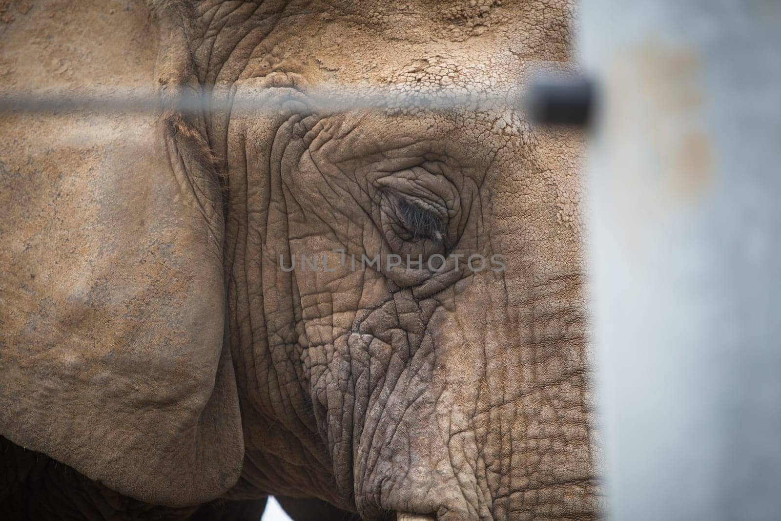 A shot of the eye of an elephant in captivity