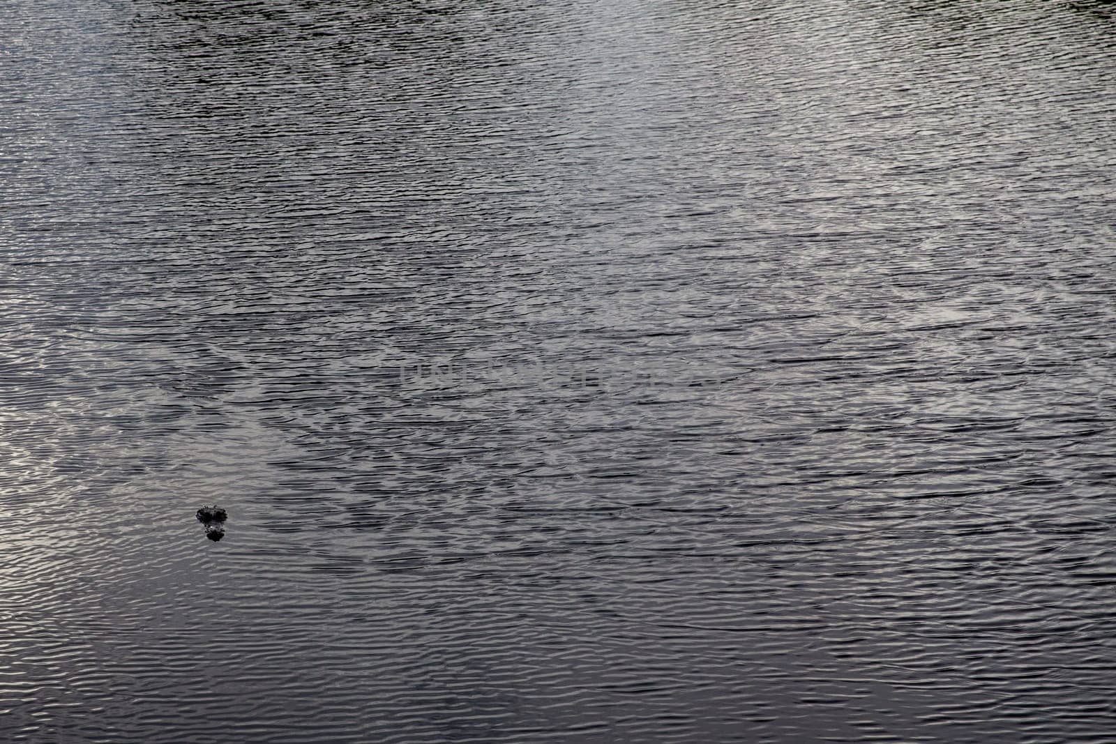 Little Sneaky Alligator by TopCreativePhotography