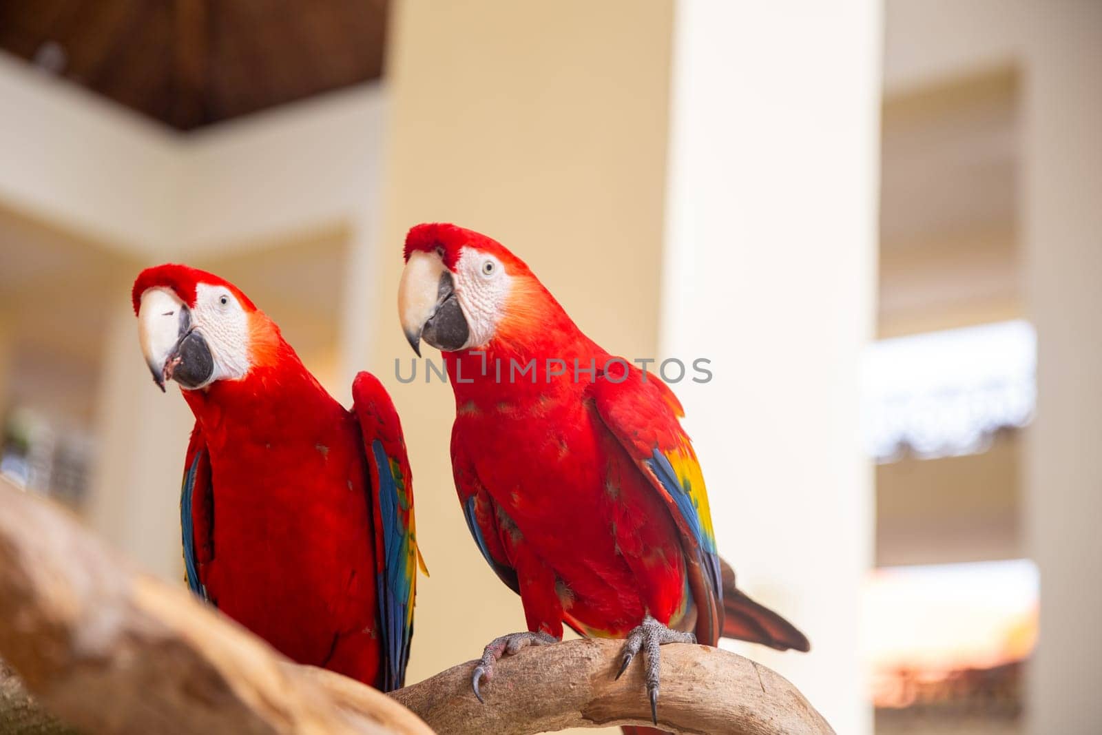 Pair of Parrots by TopCreativePhotography