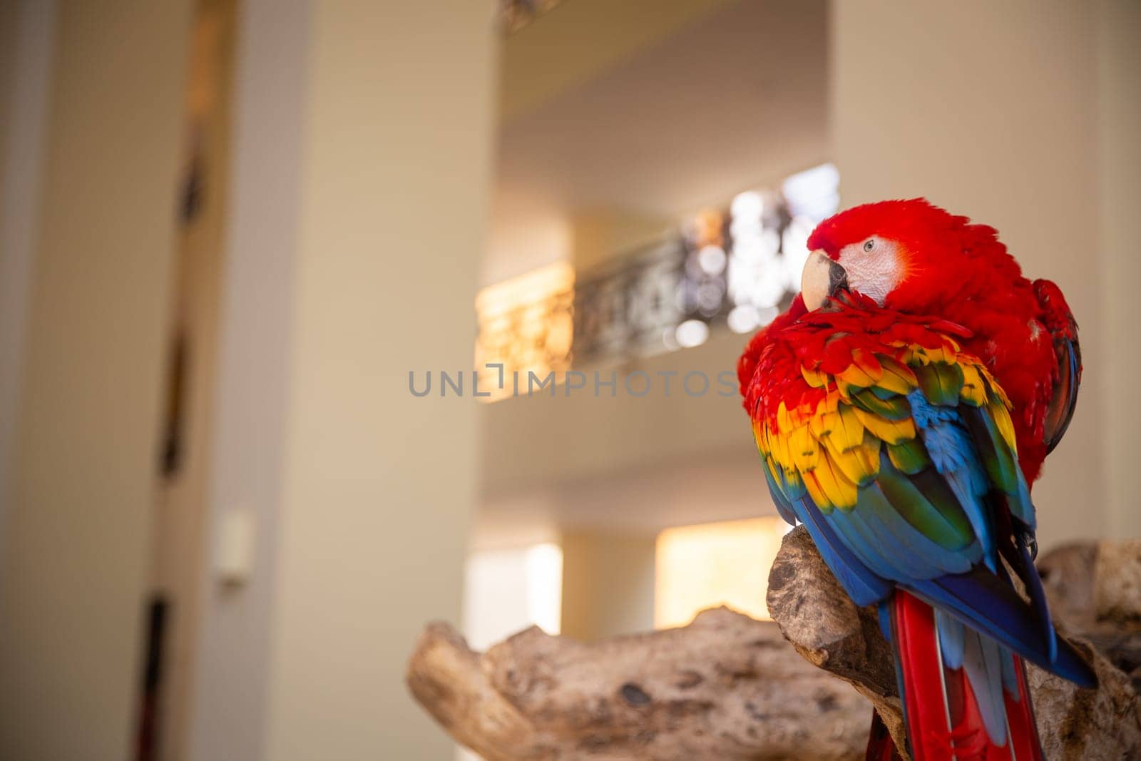 DomesticatedMacaw Grooming Himself indoors