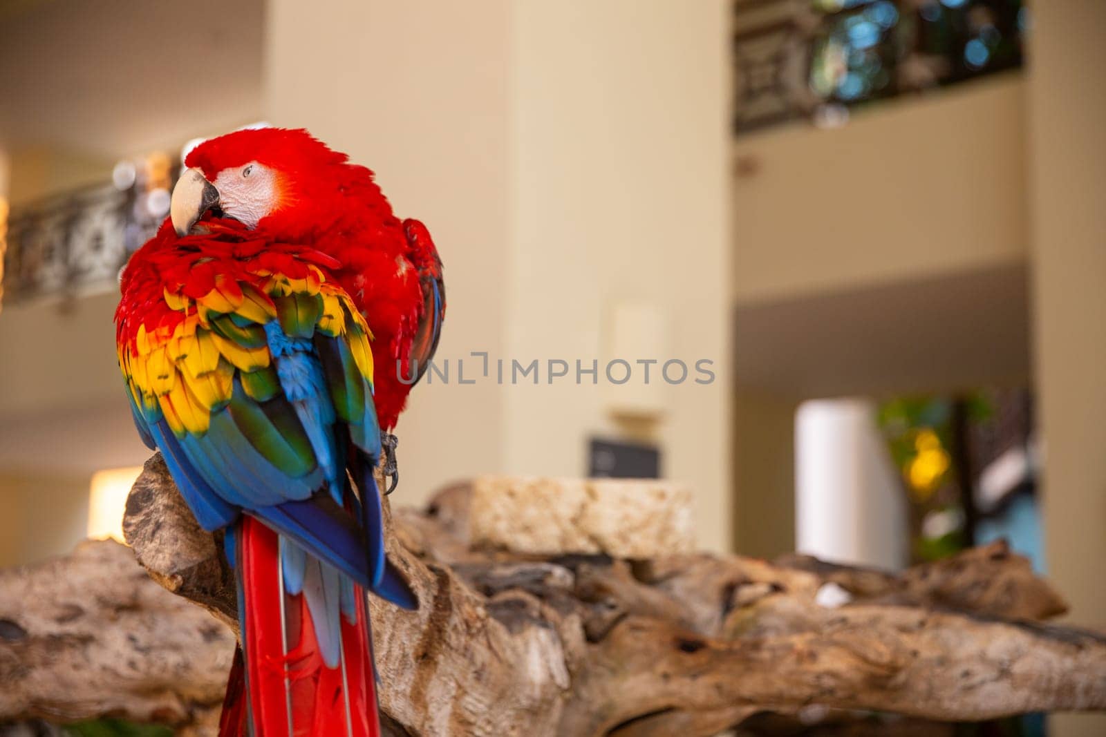 Parrot Cozying Up by TopCreativePhotography