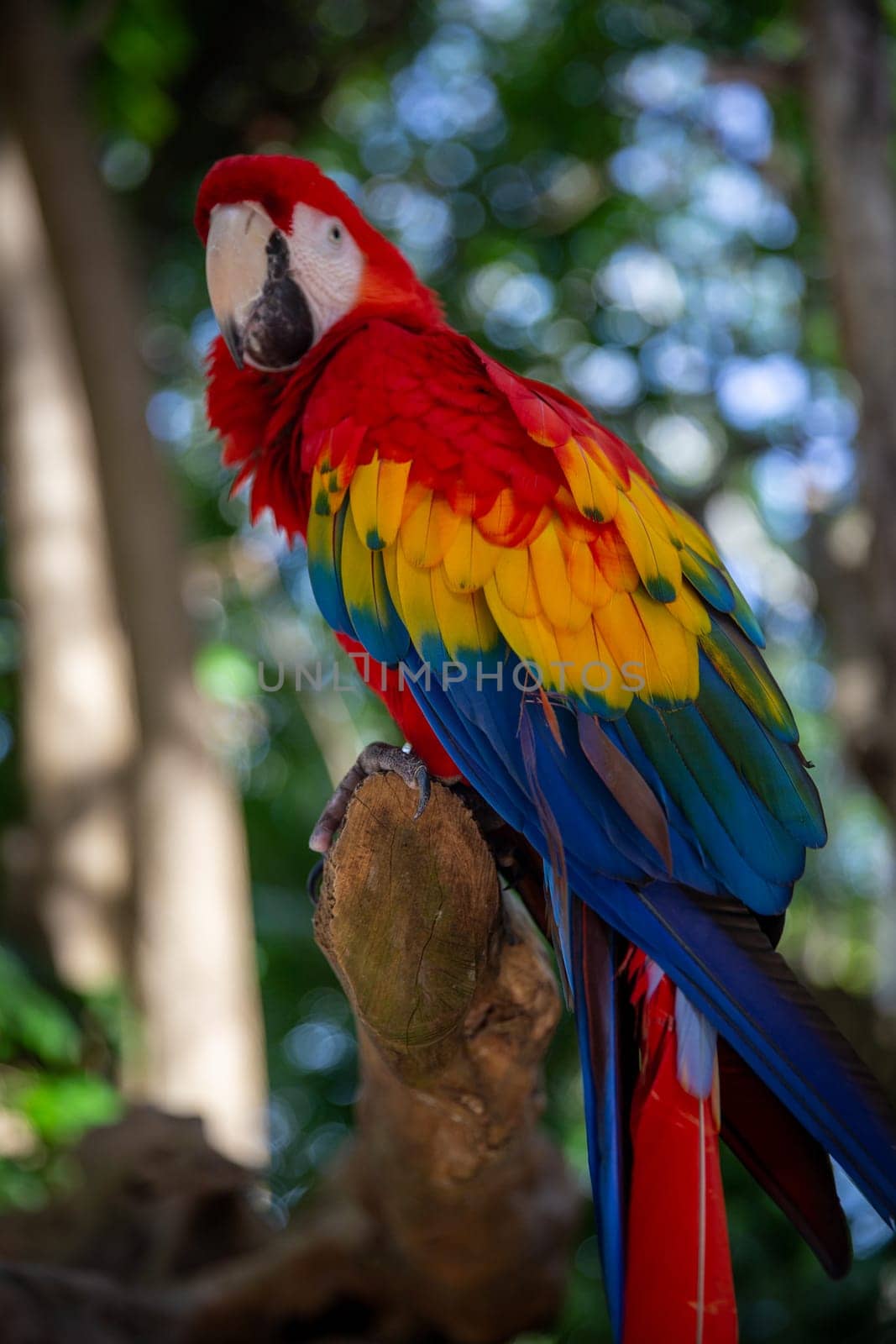 Single colorful parrot by TopCreativePhotography
