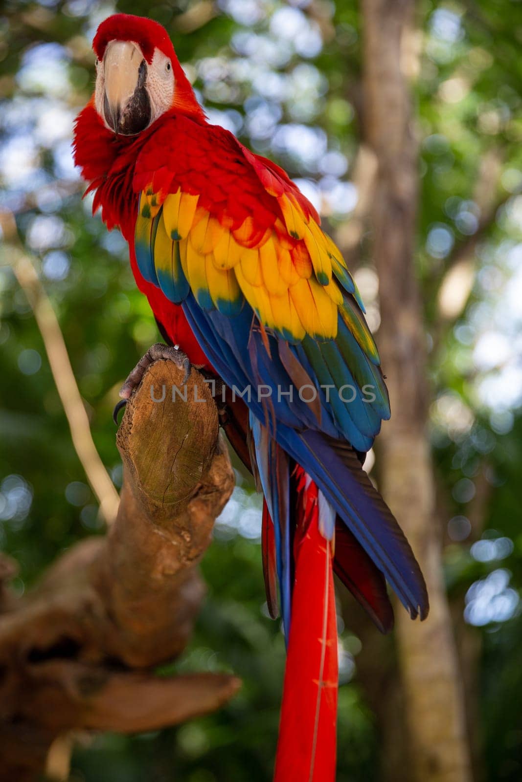 Single colorful parrot perched up on a branch
