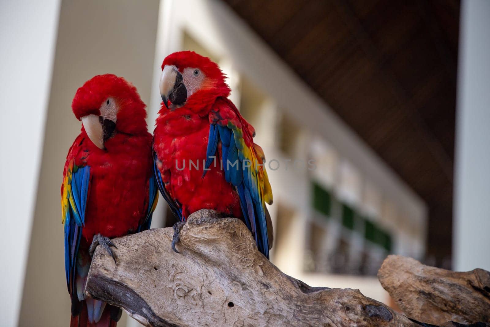 Two parrots perched on a branch