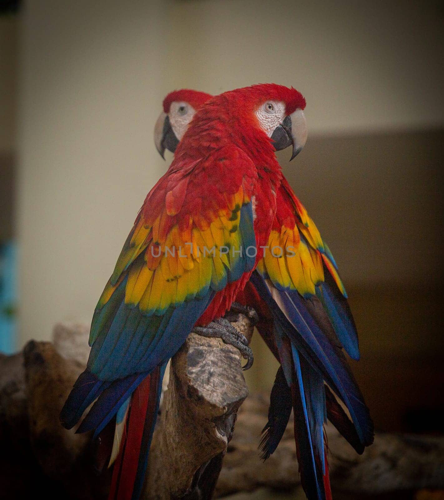 two parrots on a wooden stand